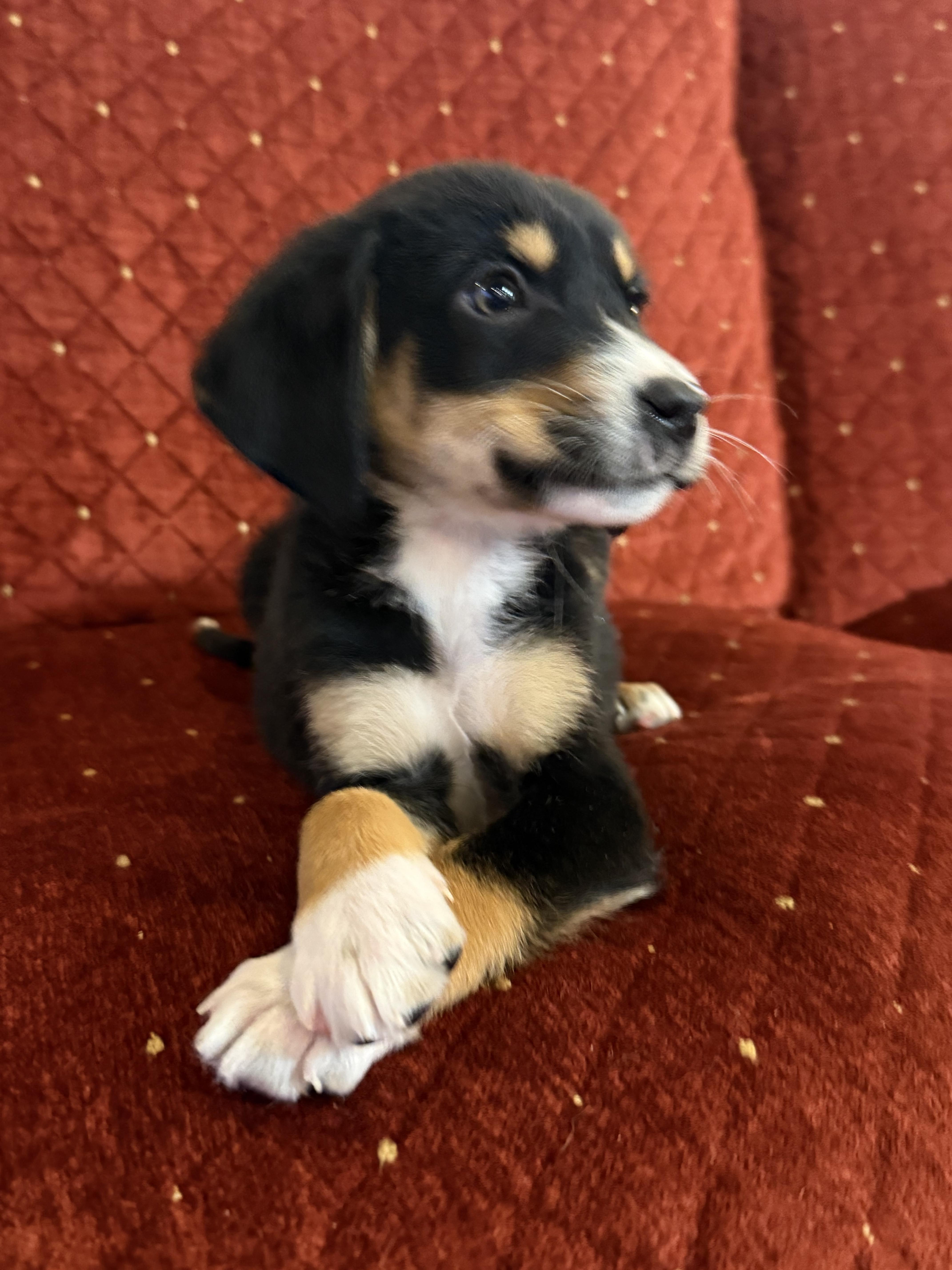 Enlarge Robbie, a ADOPTABLE mixed breed in Hales corners, WI image 5/5