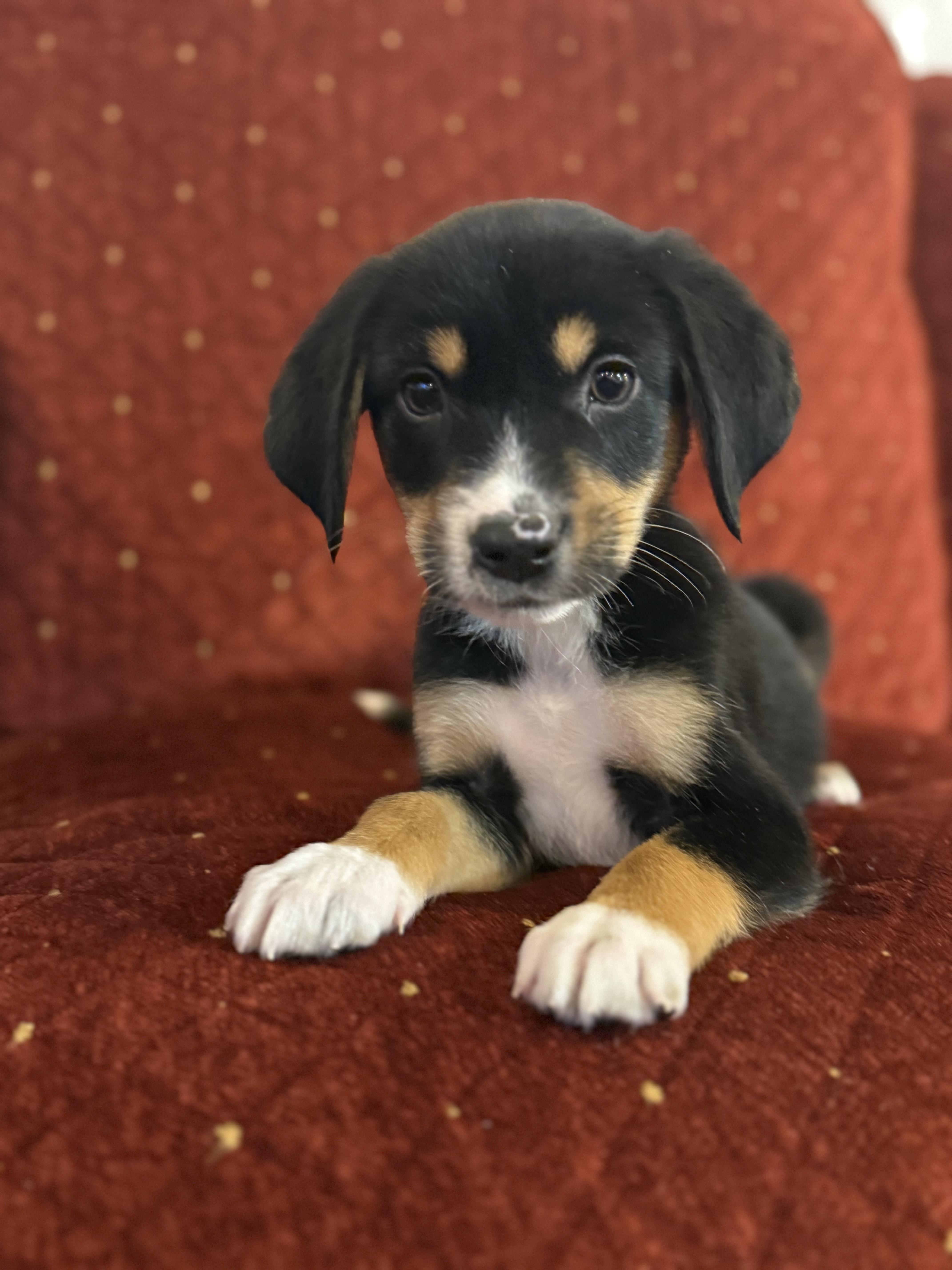 Enlarge Robbie, a ADOPTABLE mixed breed in Hales corners, WI image 1/5