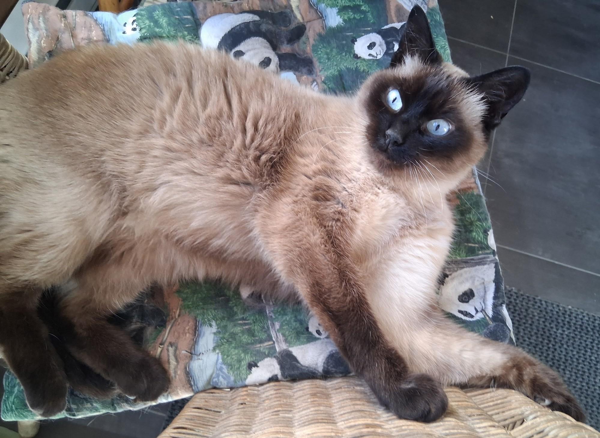 Enlarge QUINZEL (FA/FF), a Adoptable Tonkinese in Sainte-Angele-de-Monnoir, QC image 3/6