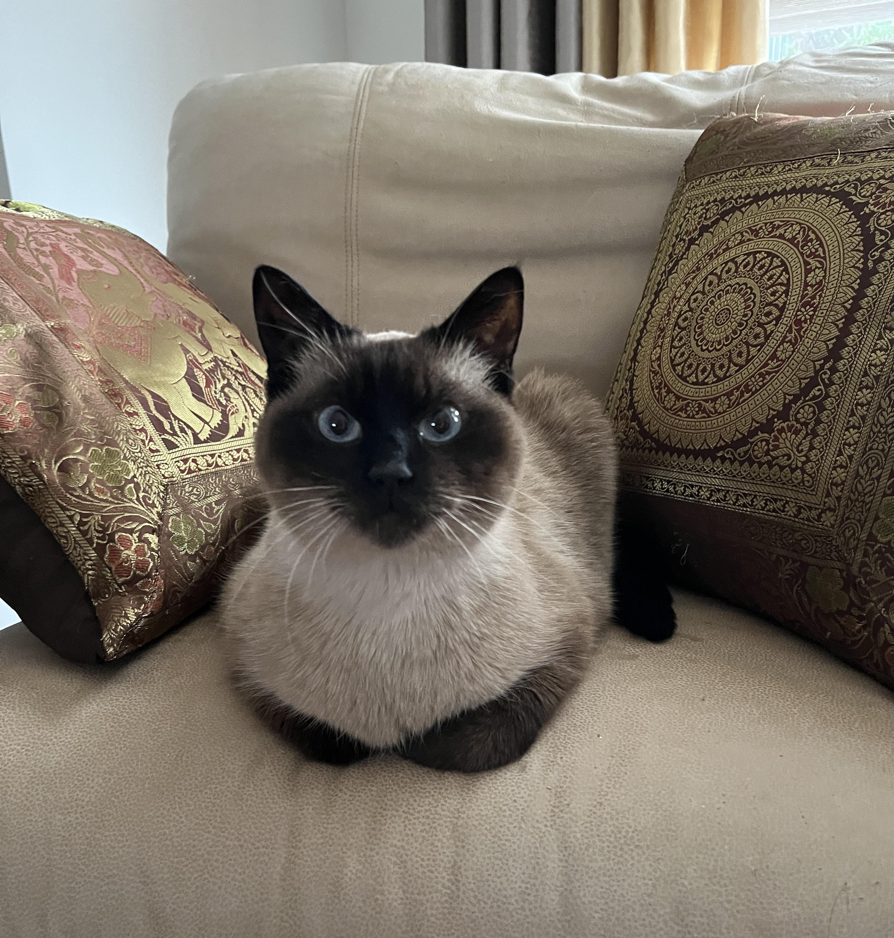 Enlarge QUINZEL (FA/FF), a Adoptable Tonkinese in Sainte-Angele-de-Monnoir, QC image 2/6