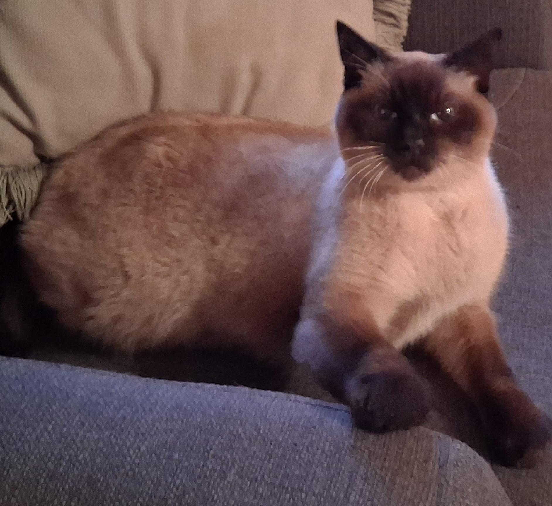 Enlarge QUINZEL (FA/FF), a Adoptable Tonkinese in Sainte-Angele-de-Monnoir, QC image 5/6