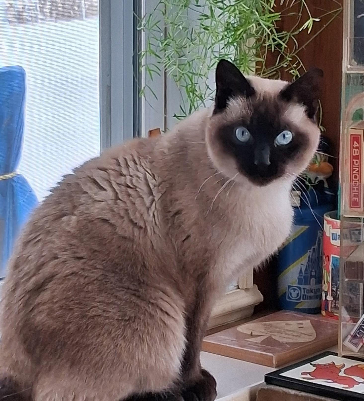 QUINZEL (FA/FF), Adoptable, Adult Female Tonkinese.