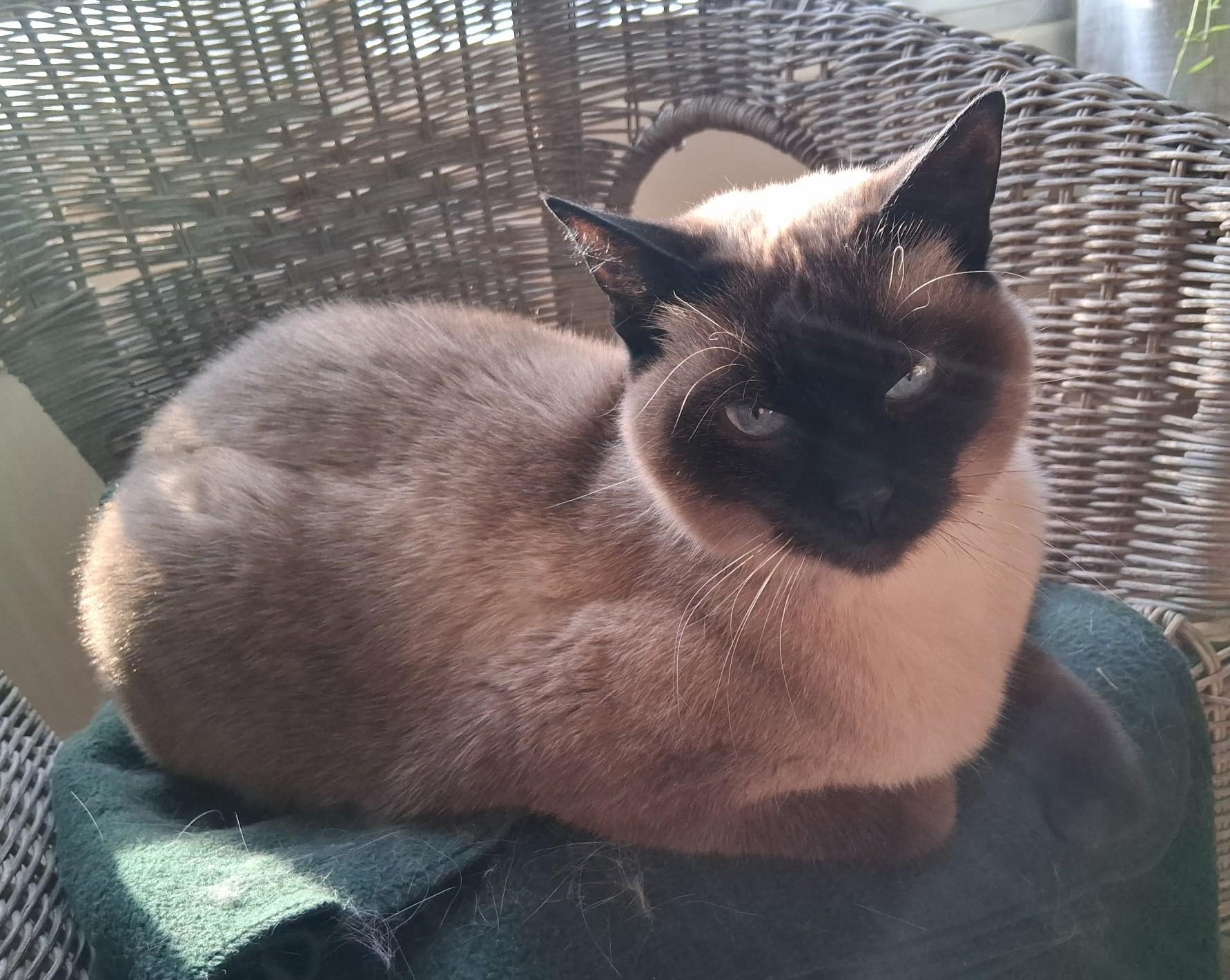 Enlarge QUINZEL (FA/FF), a Adoptable Tonkinese in Sainte-Angele-de-Monnoir, QC image 4/6