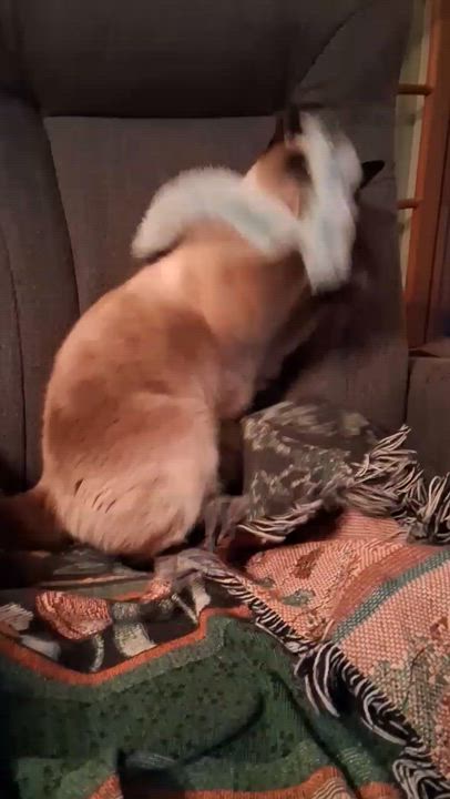 Enlarge QUINZEL (FA/FF), a Adoptable Tonkinese in Sainte-Angele-de-Monnoir, QC video 6/6