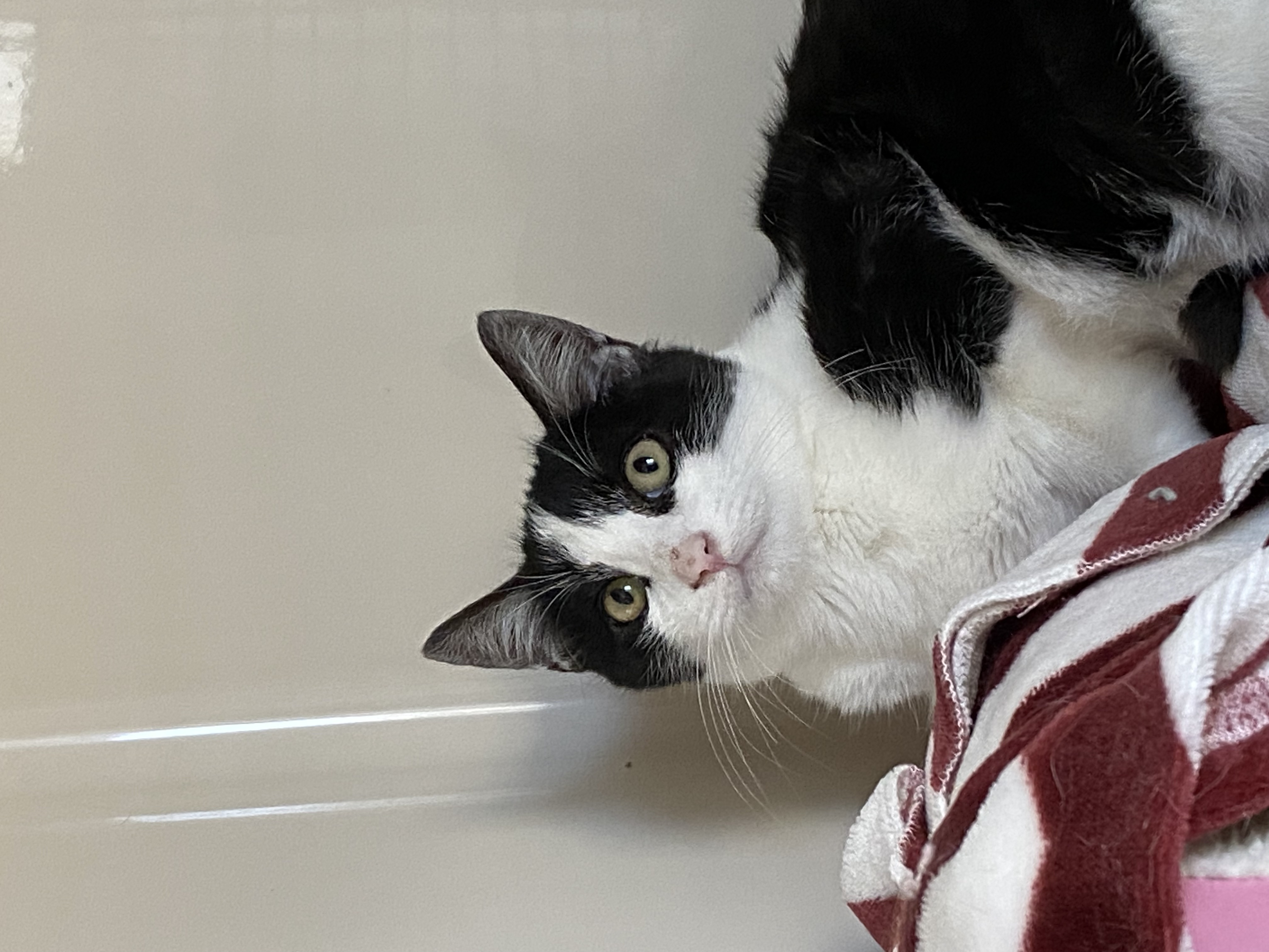 Enlarge Harley, a Adoptable Domestic Short Hair in Rochester, NY image 5/6