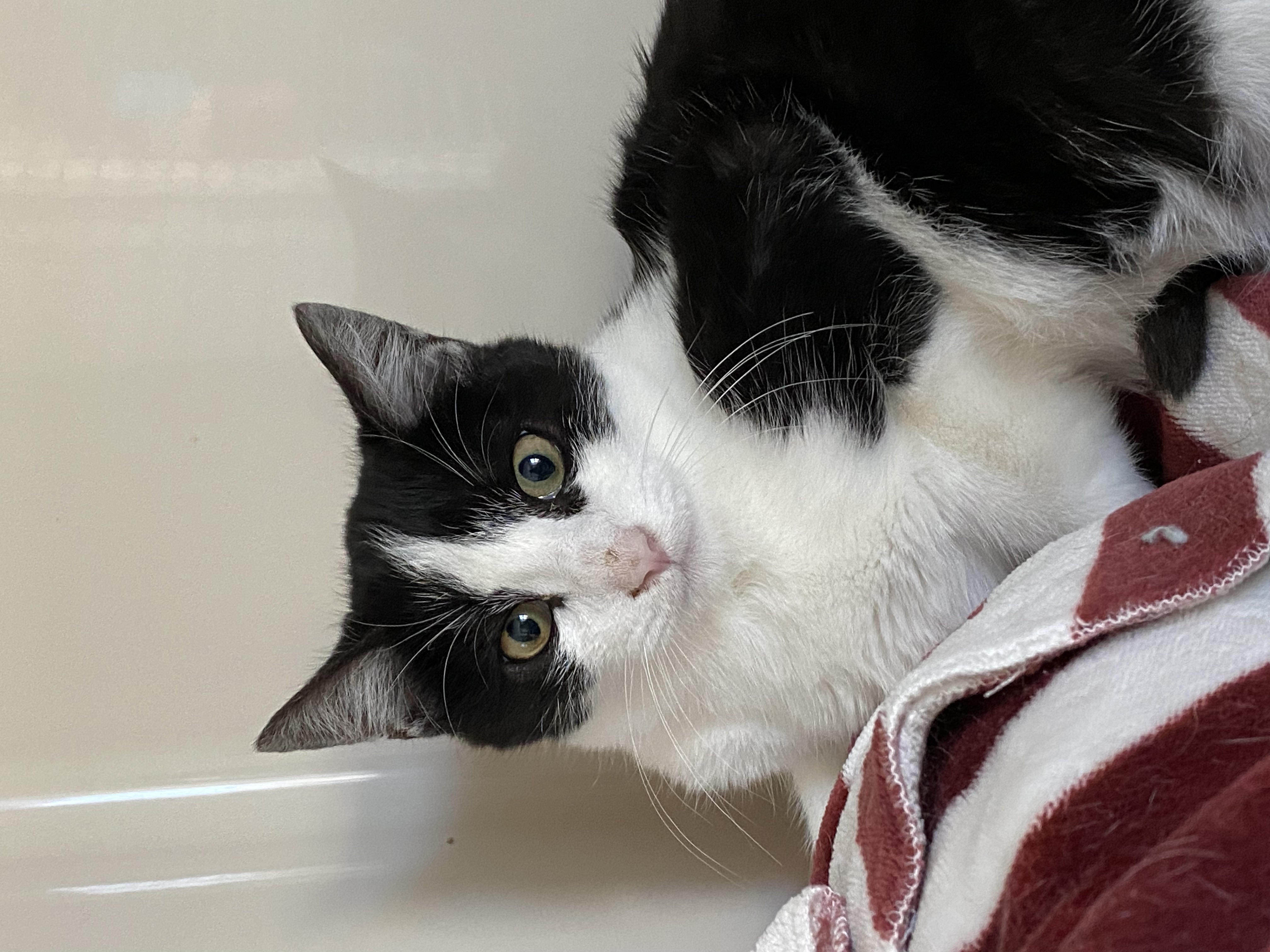 Enlarge Harley, a Adoptable Domestic Short Hair in Rochester, NY image 1/6