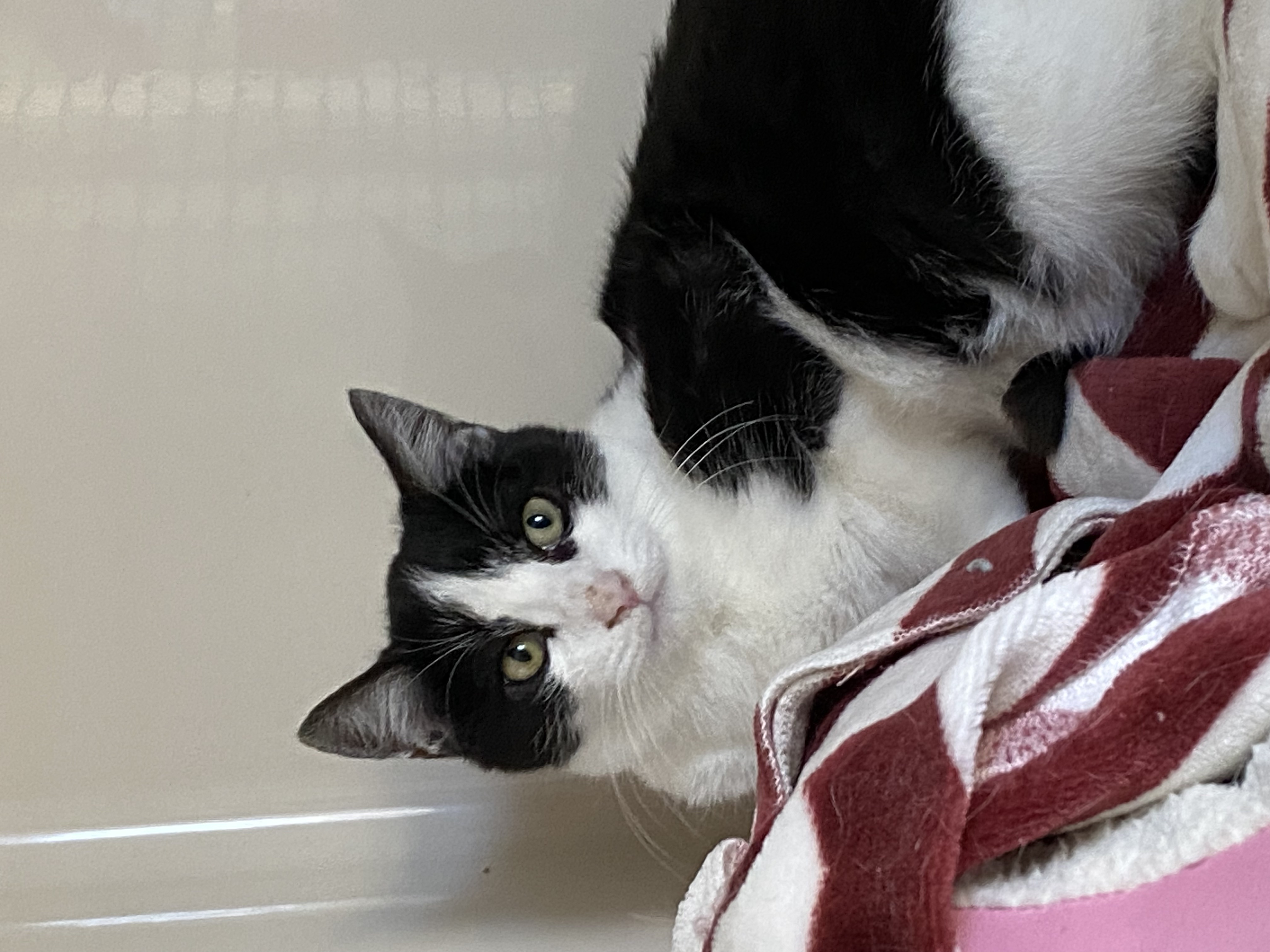 Enlarge Harley, a Adoptable Domestic Short Hair in Rochester, NY image 6/6