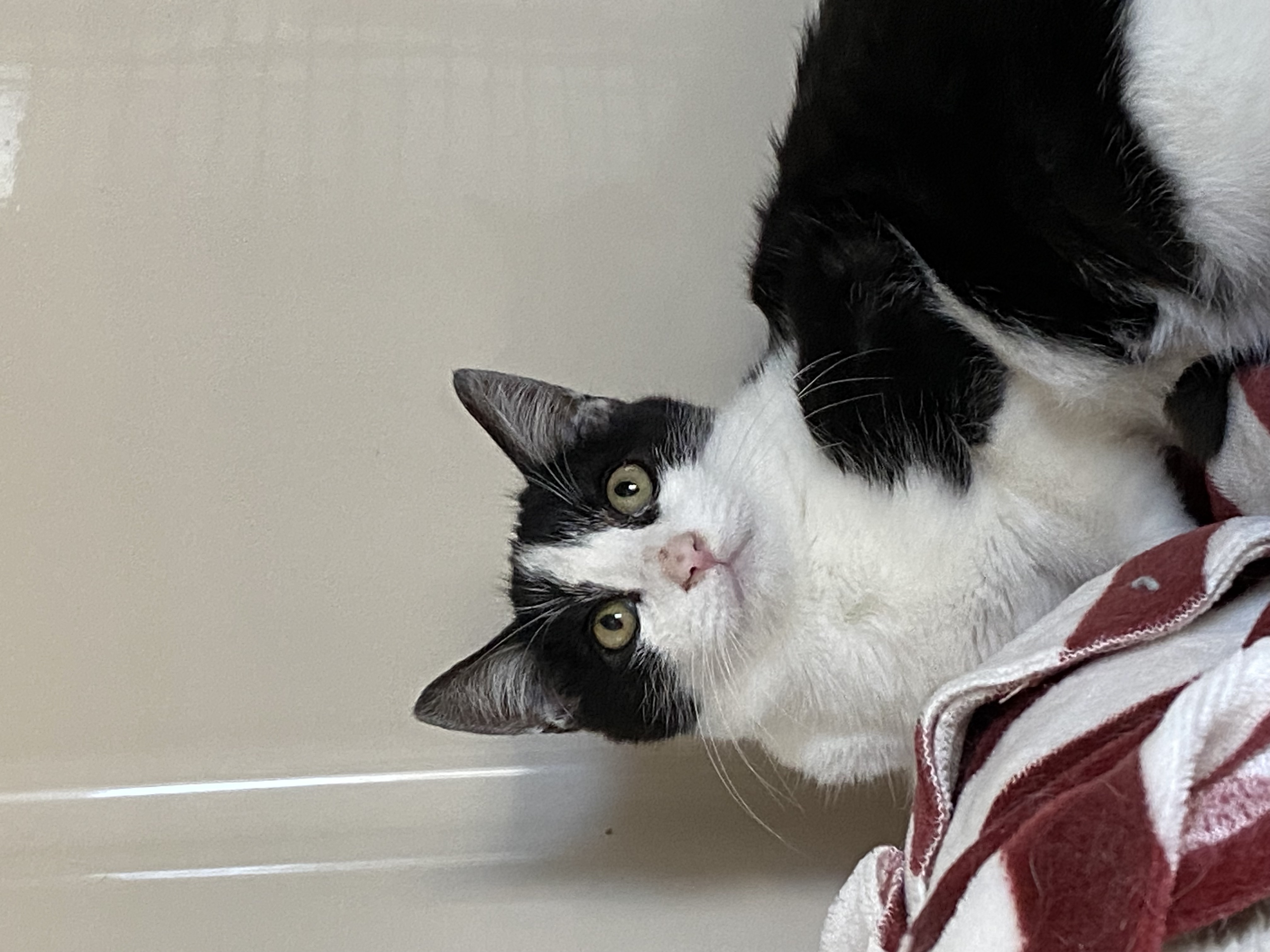 Enlarge Harley, a Adoptable Domestic Short Hair in Rochester, NY image 4/6