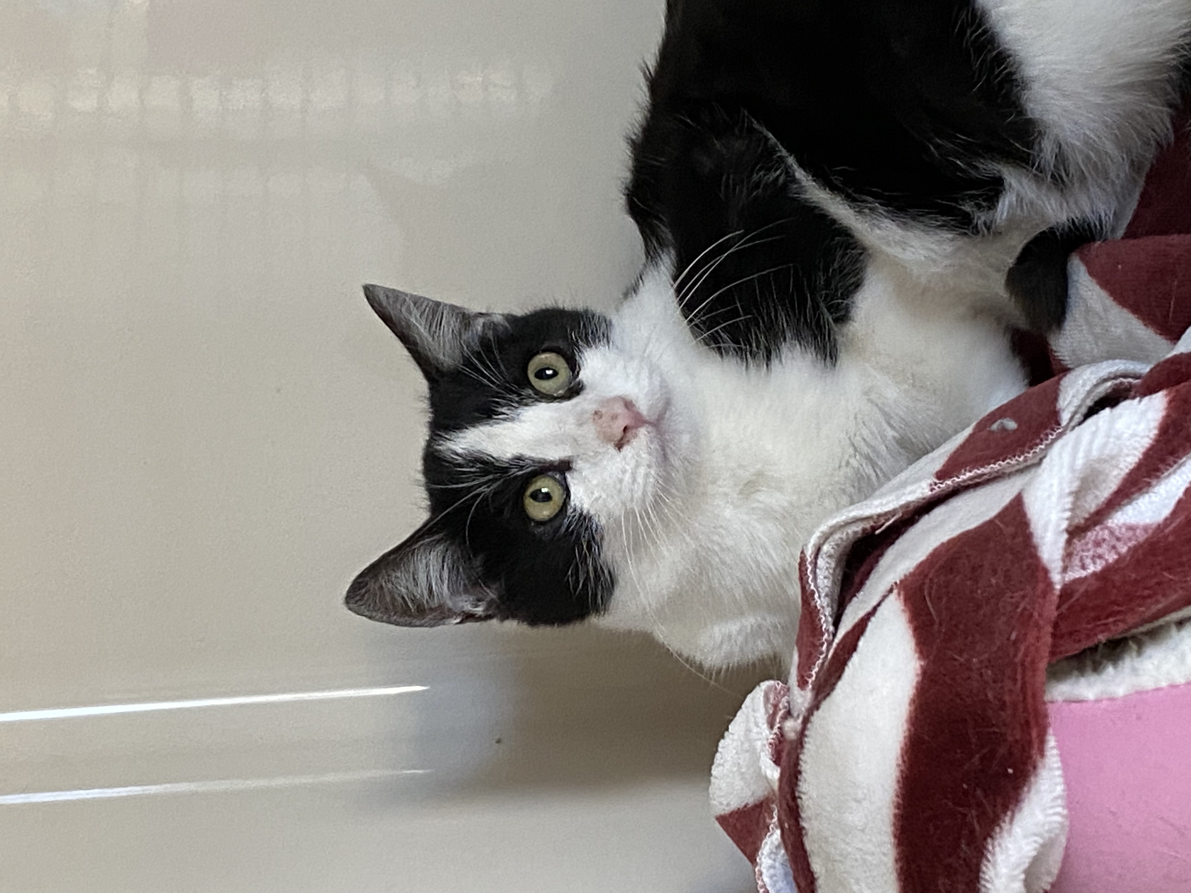 Enlarge Harley, a Adoptable Domestic Short Hair in Rochester, NY image 3/6