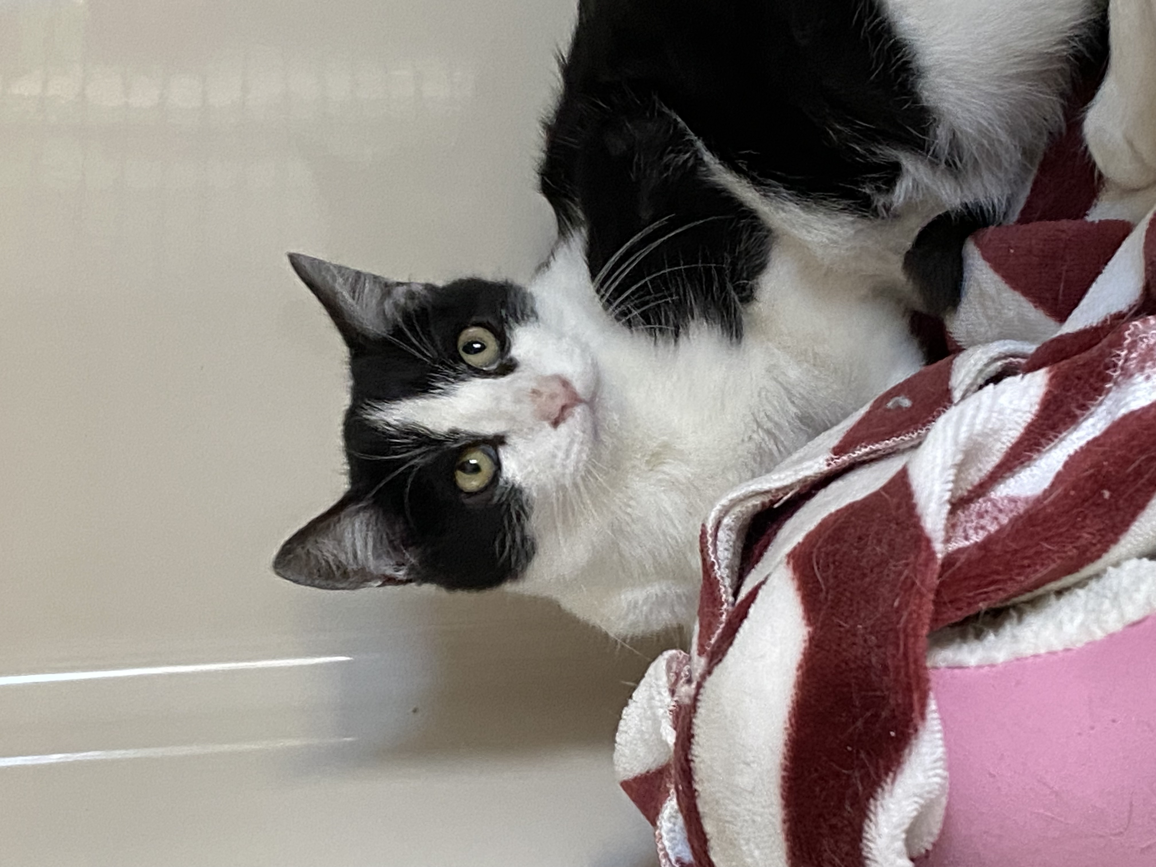 Enlarge Harley, a Adoptable Domestic Short Hair in Rochester, NY image 2/6
