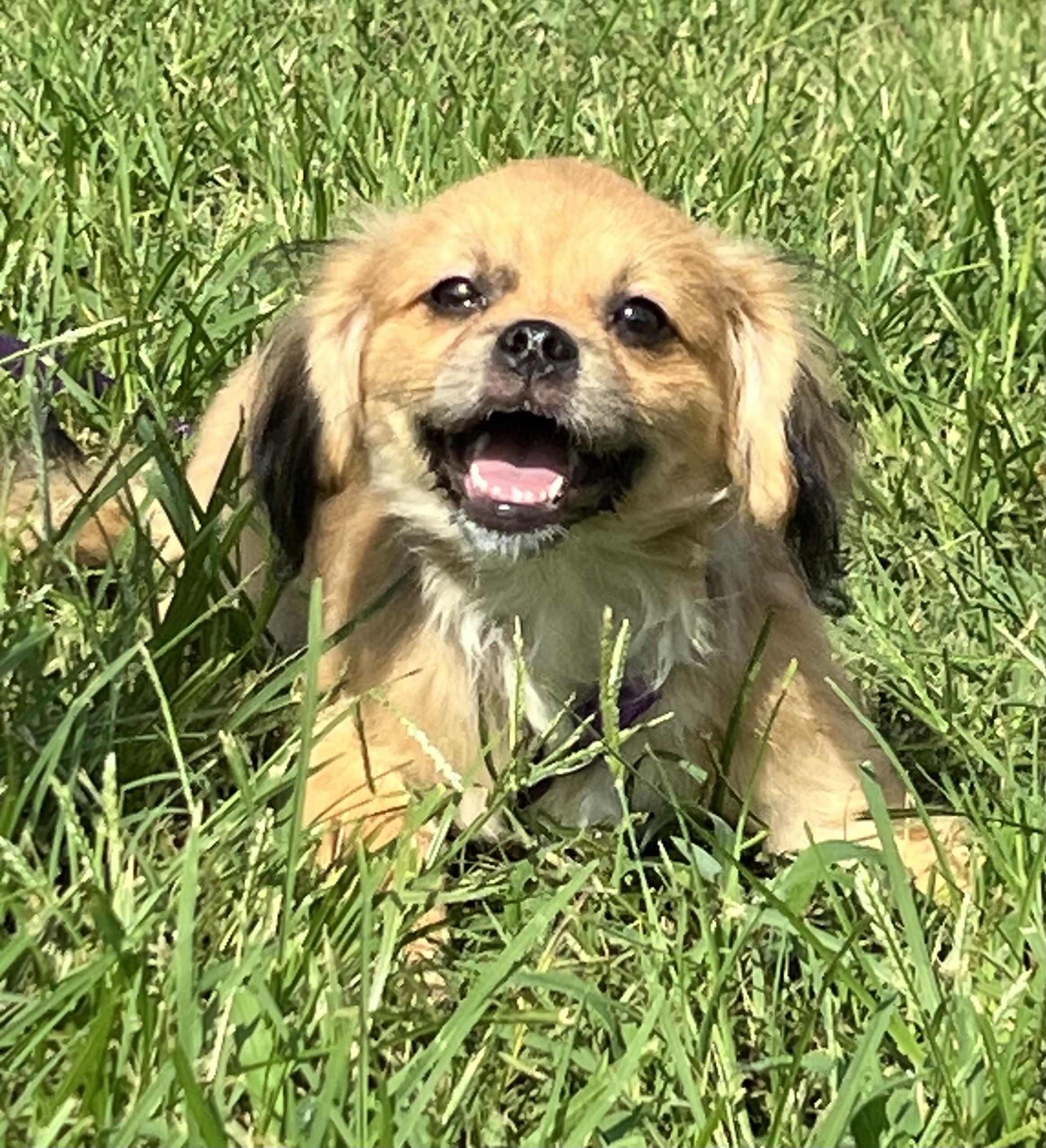 Enlarge Laverne, an adopted mixed breed in Mt Pleasant, SC image 5/6