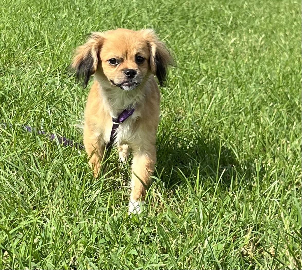 Enlarge Laverne, an adopted mixed breed in Mt Pleasant, SC image 4/6
