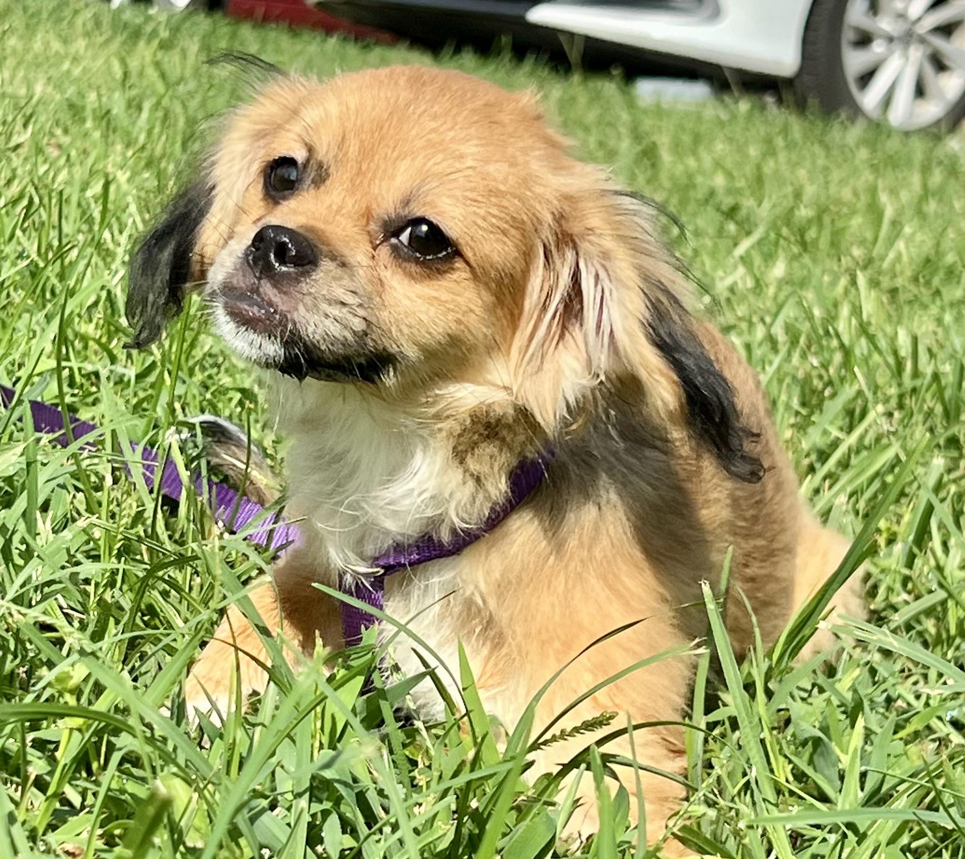 Enlarge Laverne, an adopted mixed breed in Mt Pleasant, SC image 3/6