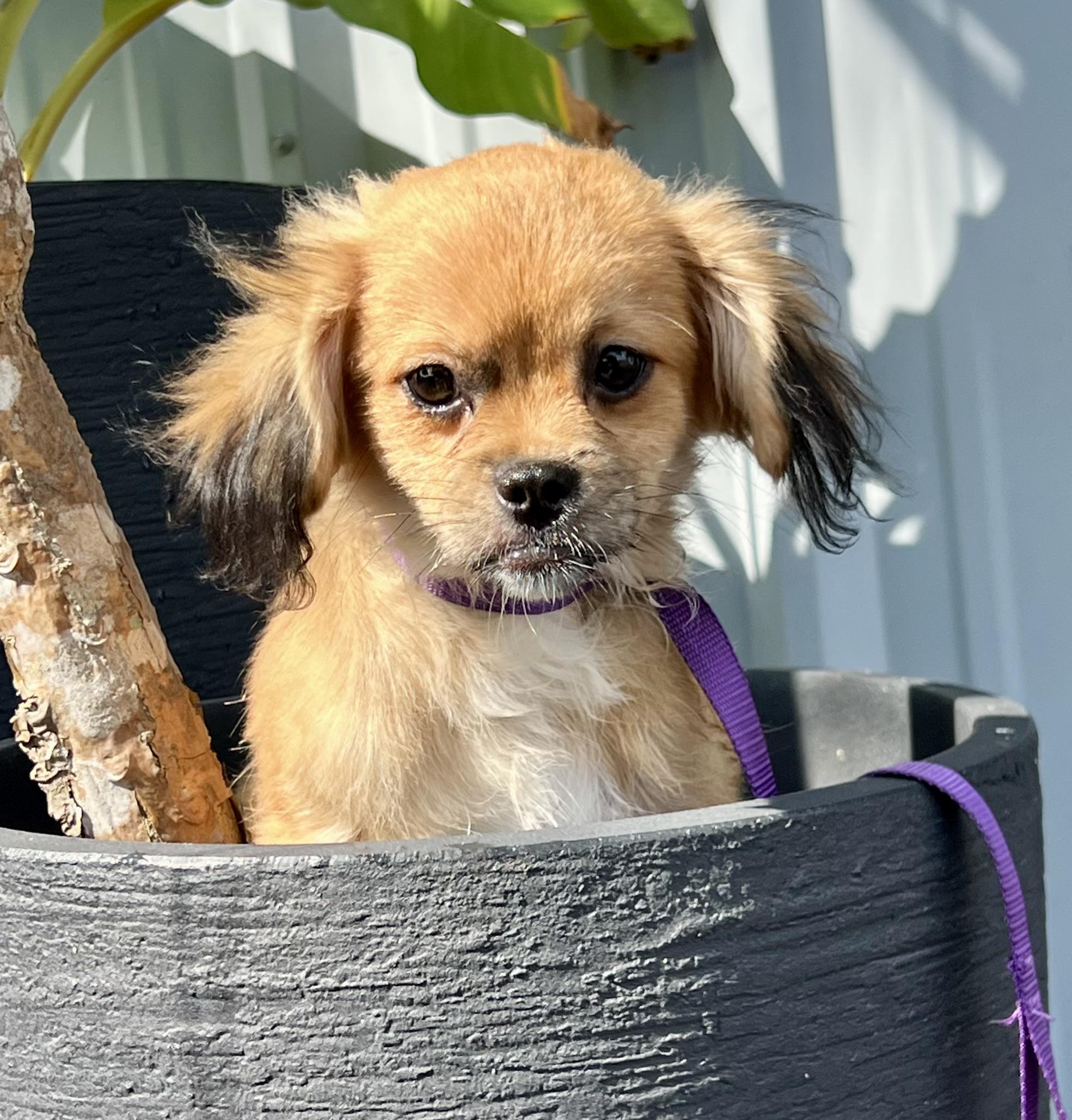 Enlarge Laverne, an adopted mixed breed in Mt Pleasant, SC image 1/6