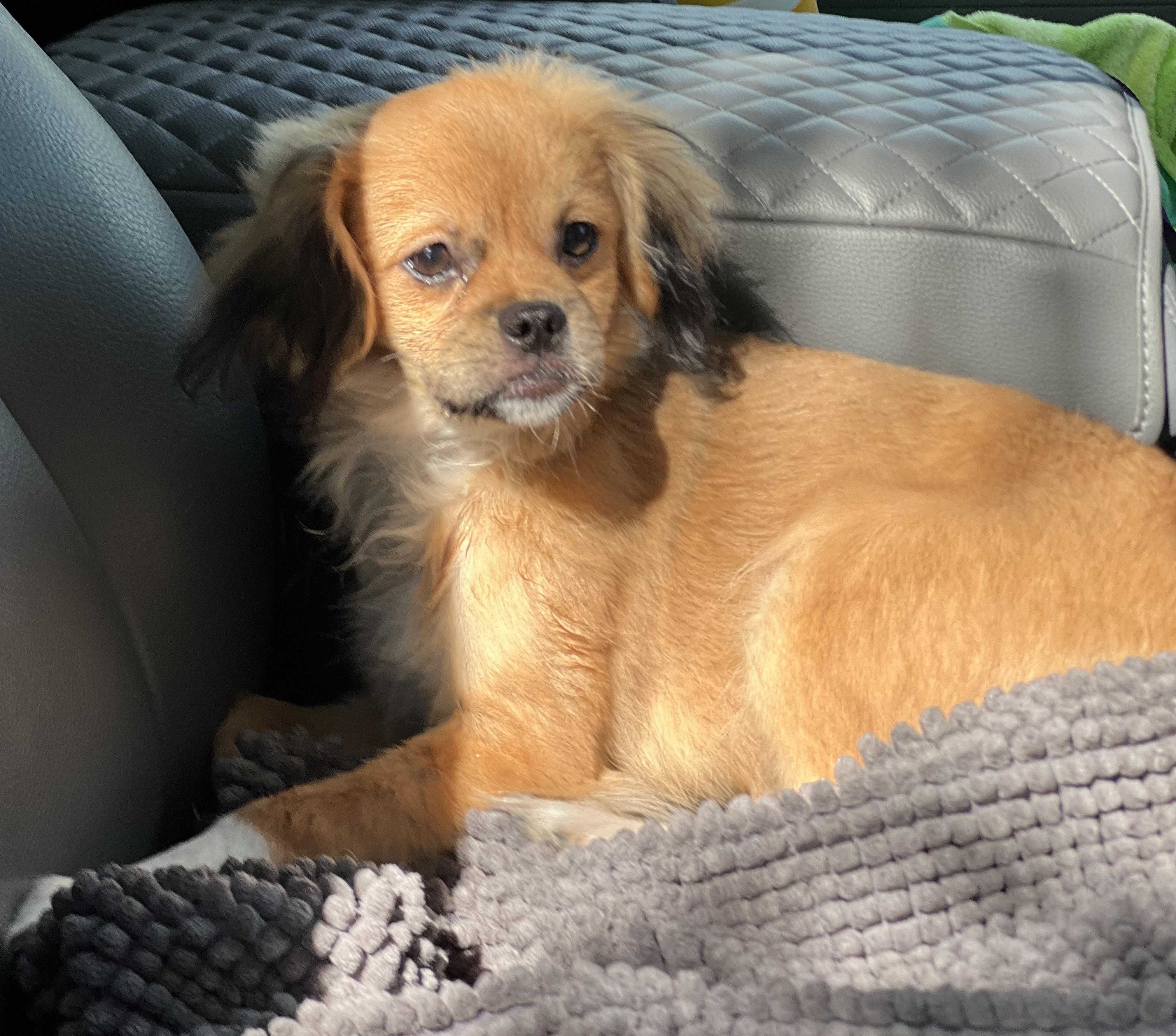 Enlarge Laverne, an adopted mixed breed in Mt Pleasant, SC image 2/6
