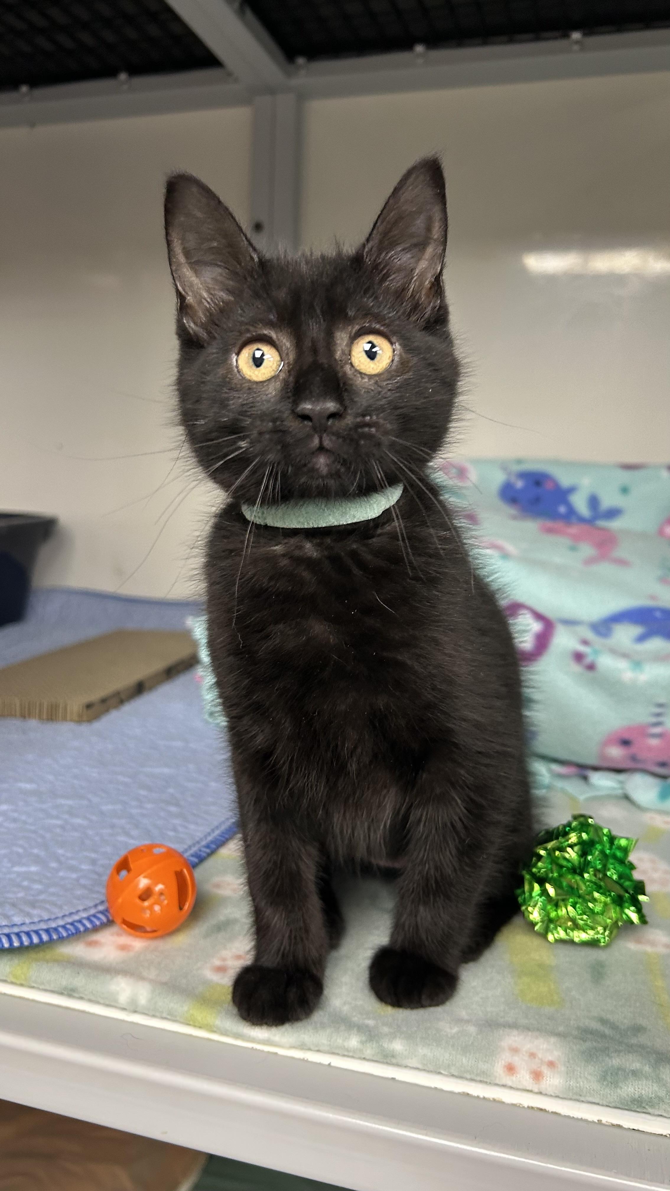 Enlarge Sabrina, a ADOPTABLE Domestic Short Hair in White Oak, PA image 2/4