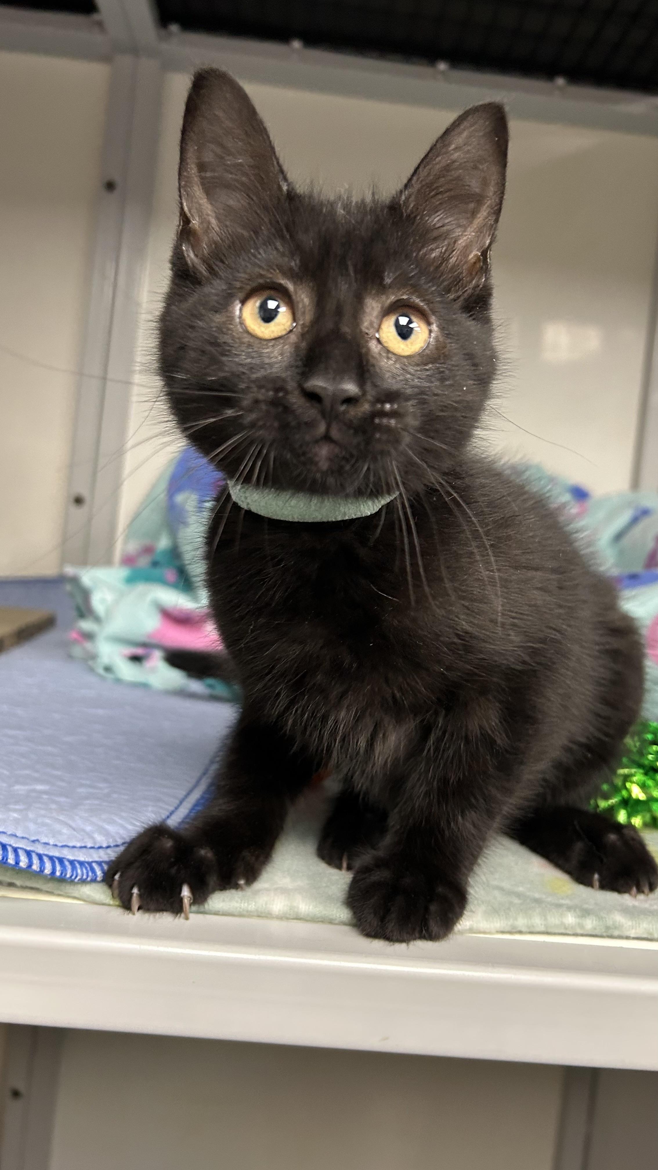 Enlarge Sabrina, a ADOPTABLE Domestic Short Hair in White Oak, PA image 3/4