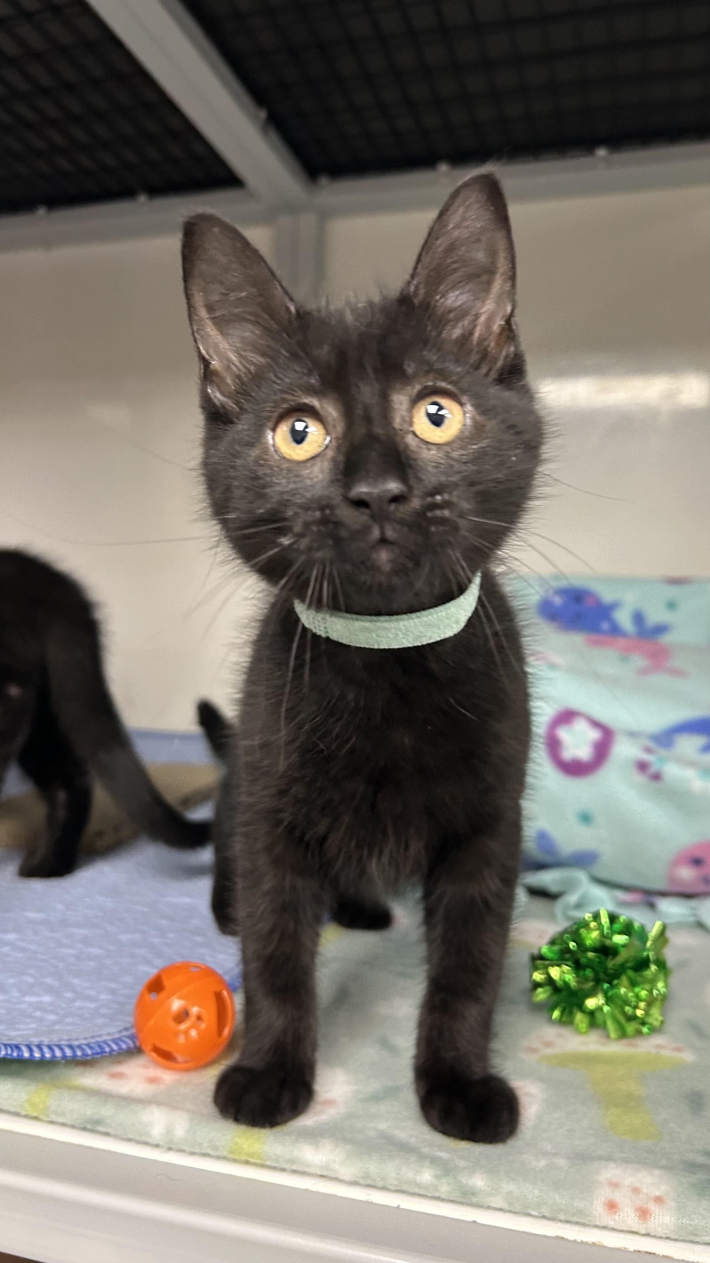Sabrina, ADOPTABLE, Kitten Female Domestic Short Hair.