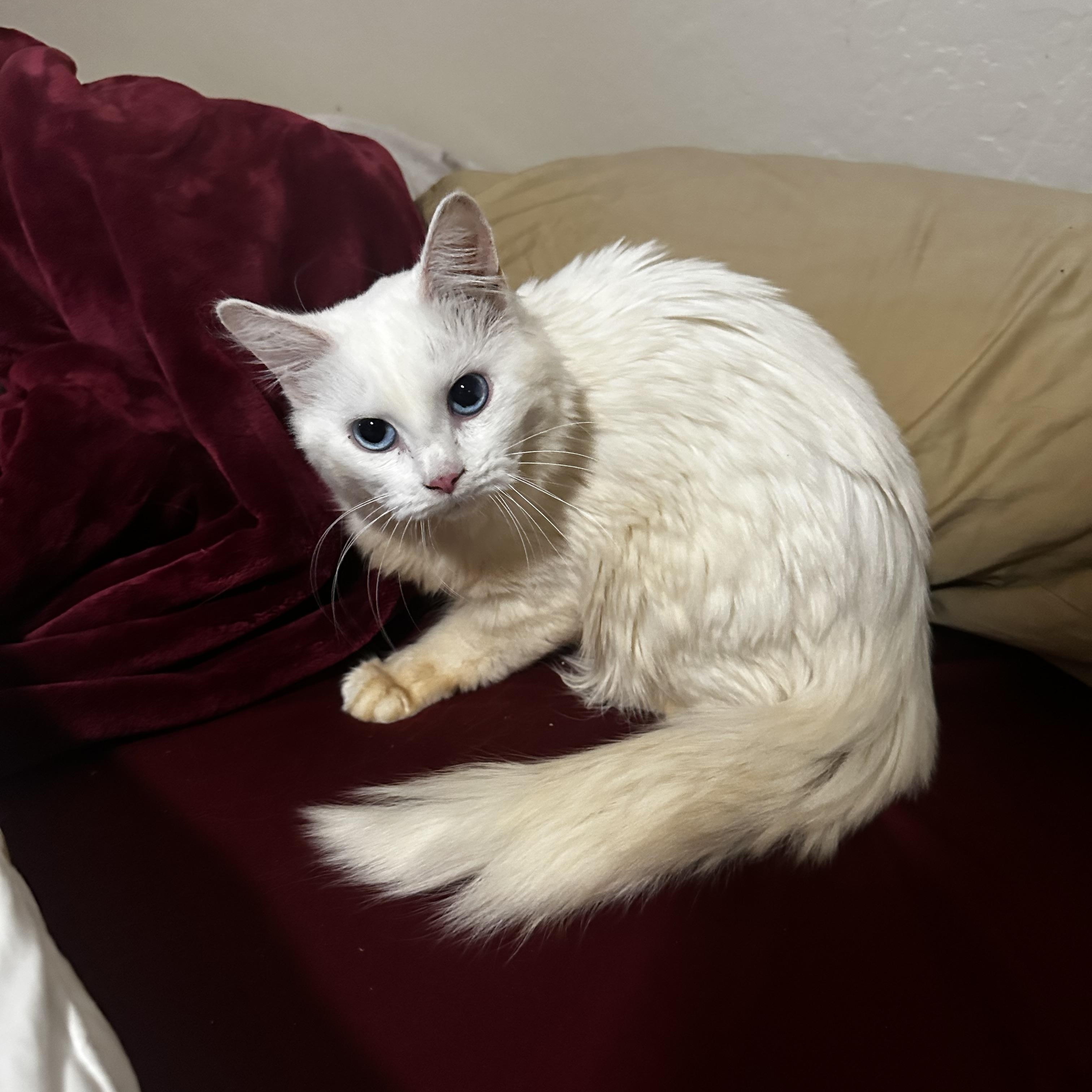Turkish Angora Cats for Adoption: Find Your Perfect Feline Friend