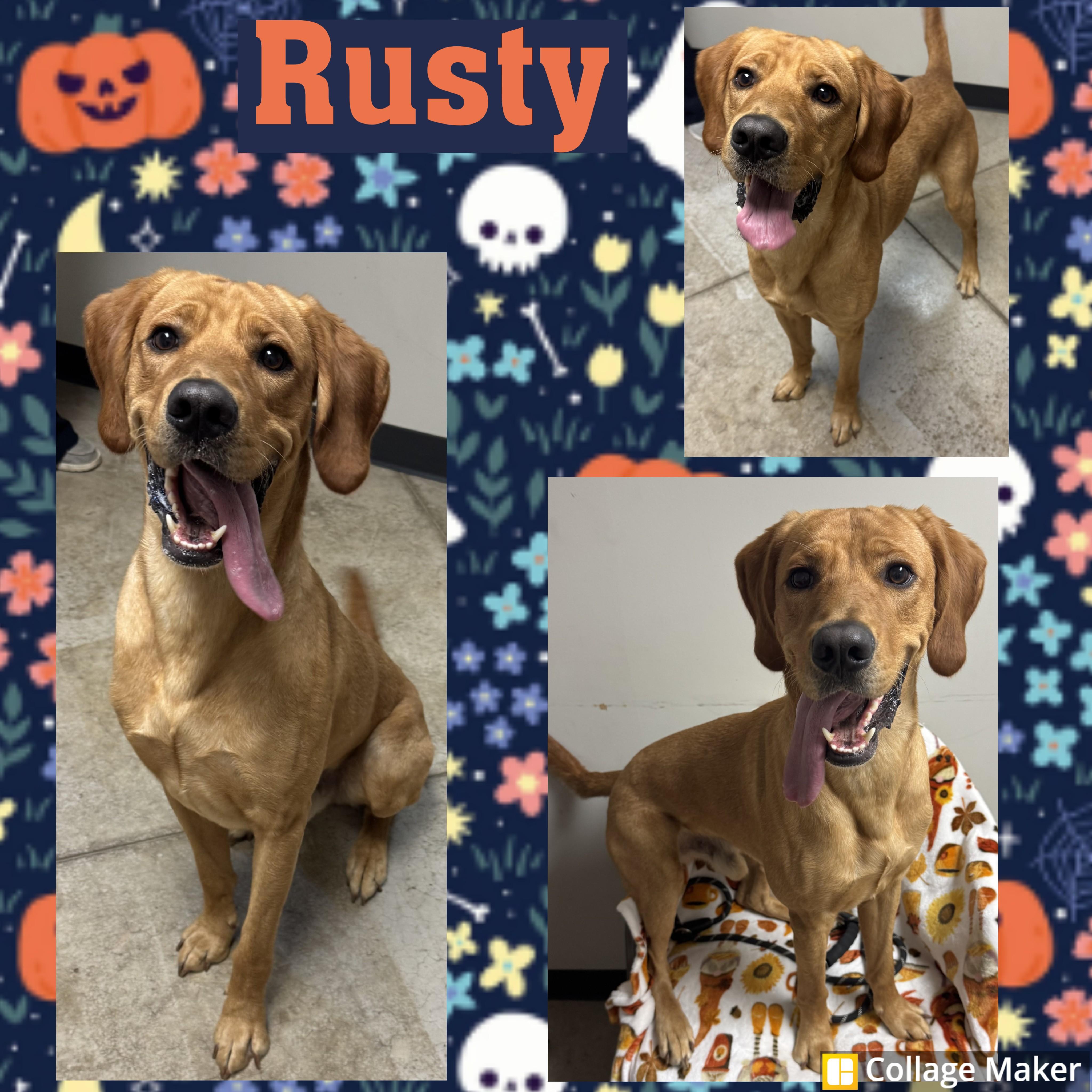 Rusty, Adoptable, Adult Male Retriever & Hound.