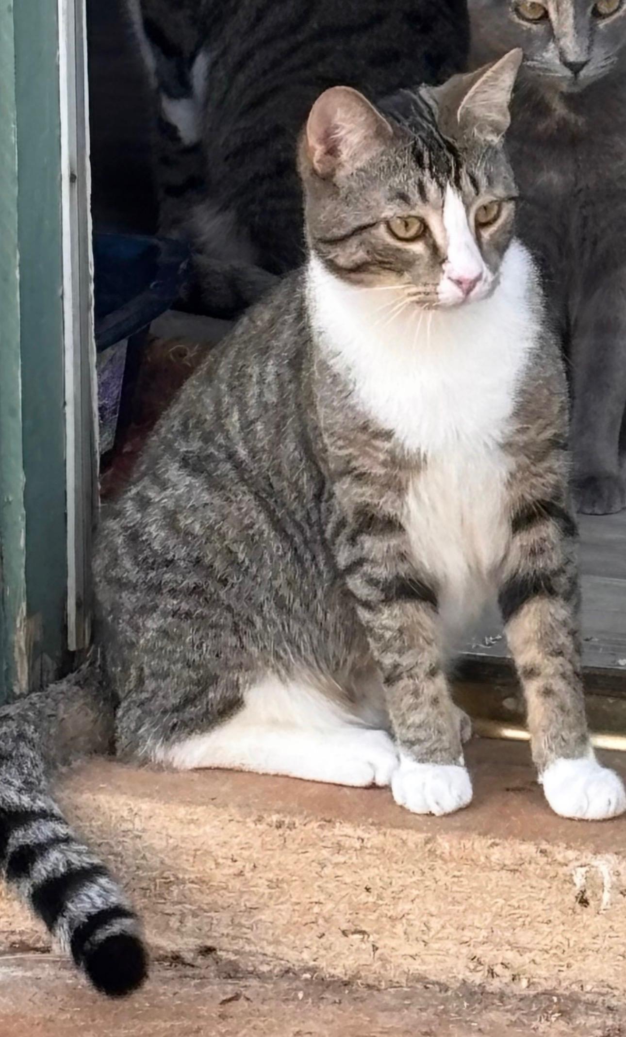 Igor, a ADOPTABLE Domestic Short Hair in Greensboro, NC image 1/2