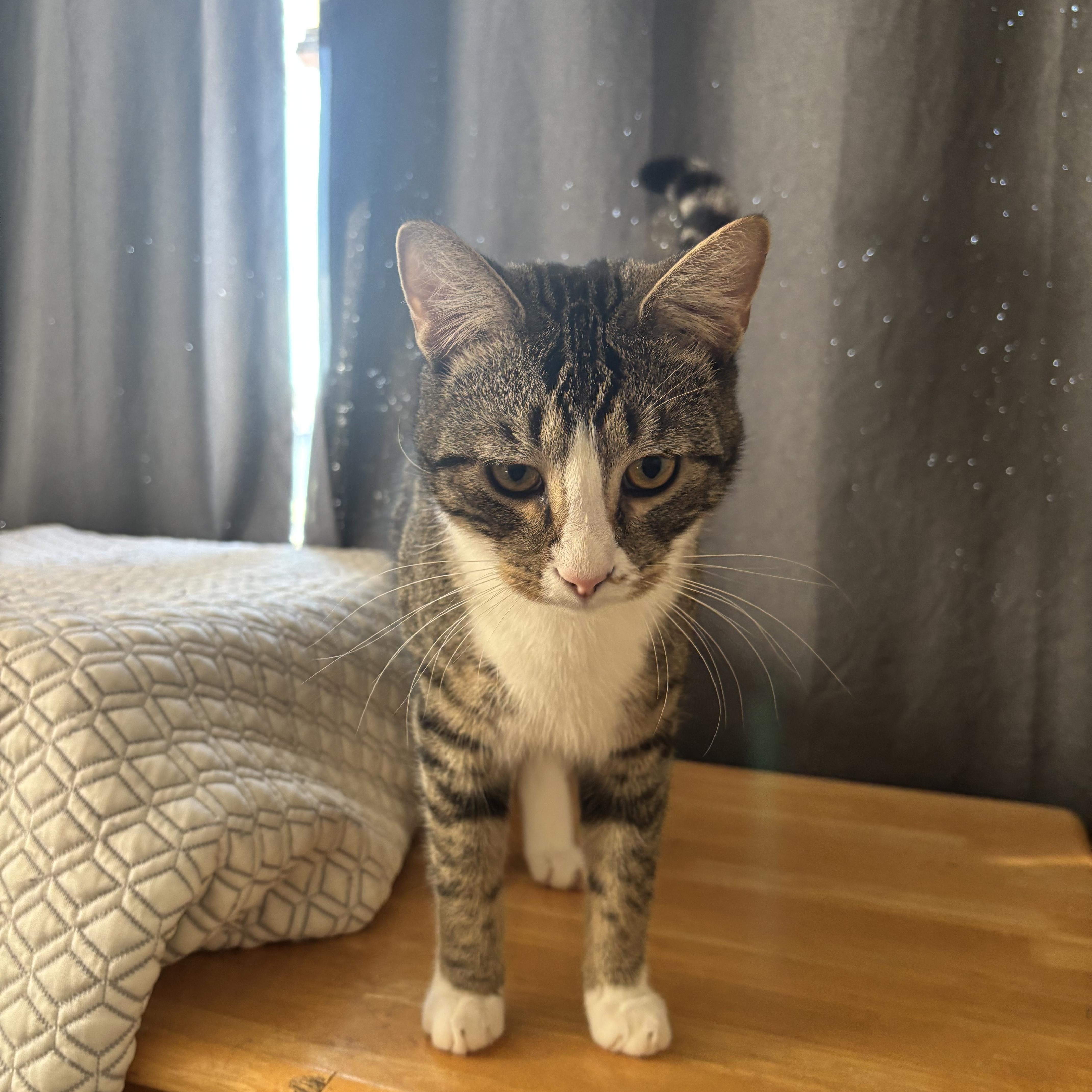 Enlarge Igor, a ADOPTABLE Domestic Short Hair in Greensboro, NC image 1/1