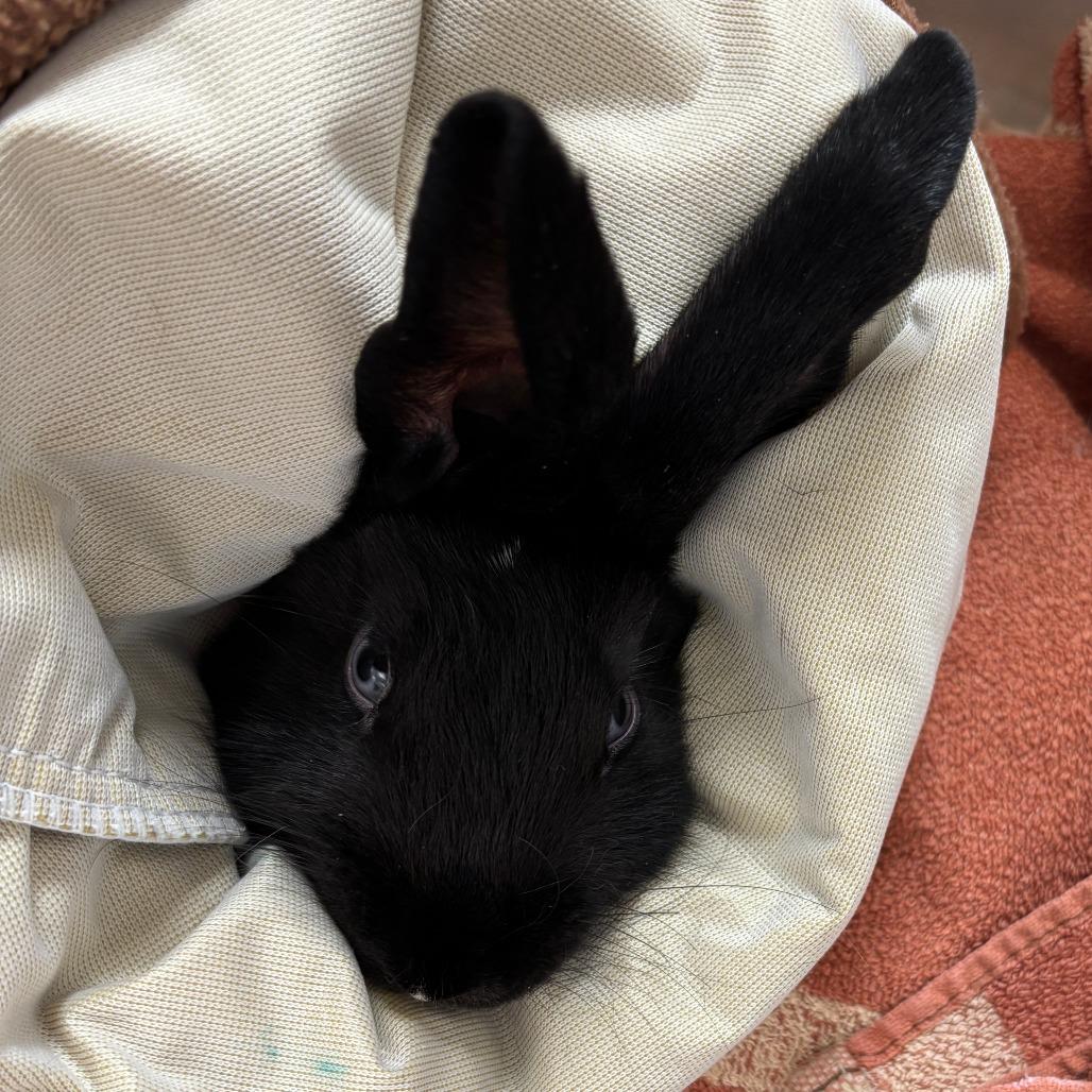Verde, Adoptable, Baby Male Bunny Rabbit.
