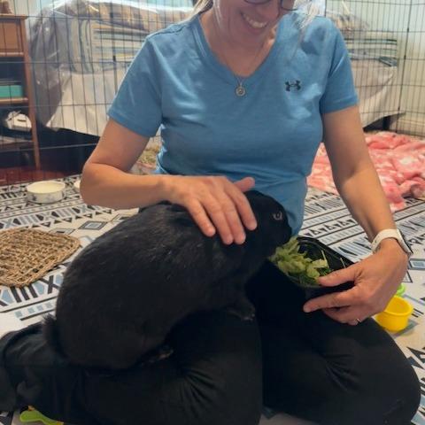Verde, a Adoptable Bunny Rabbit in Richmond, CA image 2/6