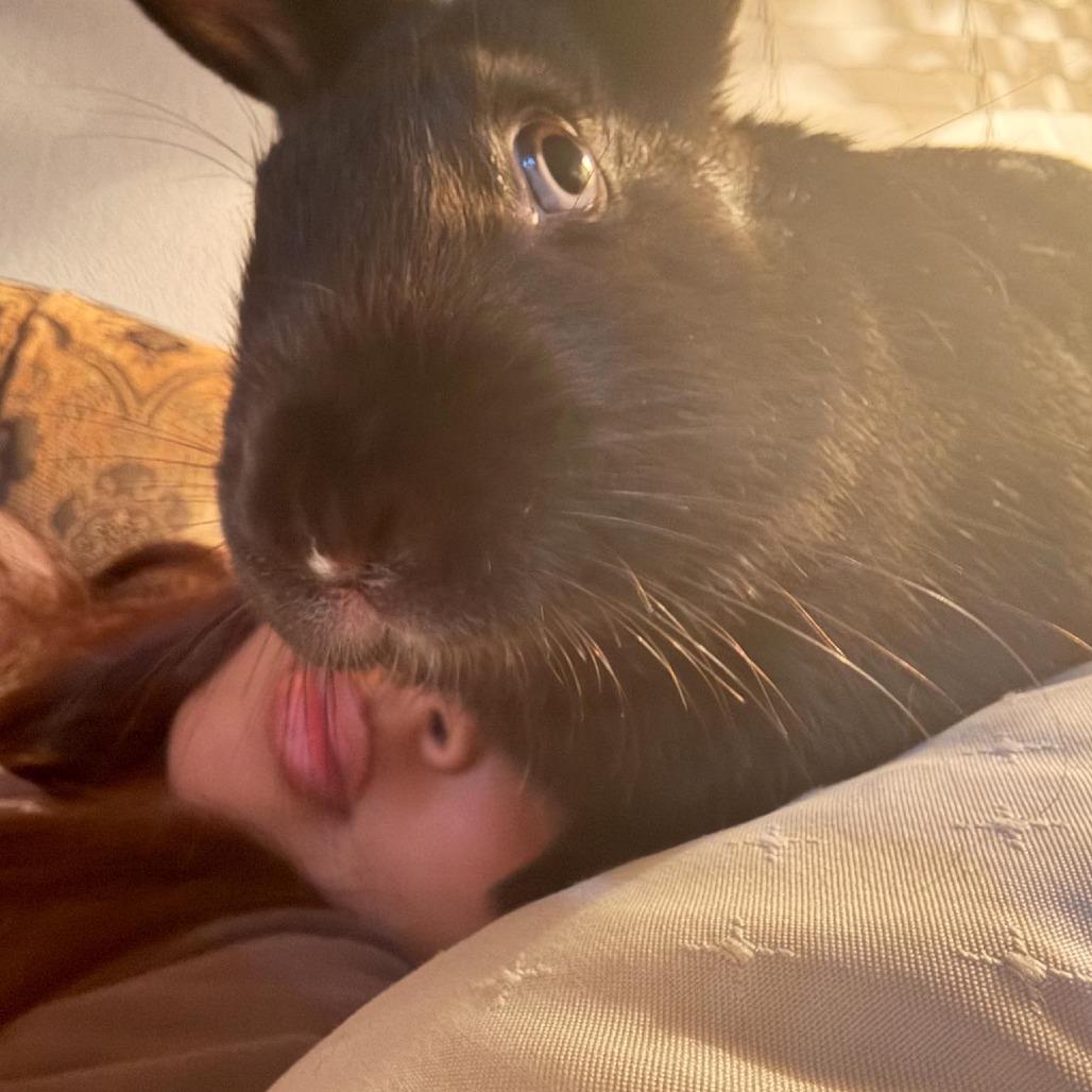 Verde, a Adoptable Bunny Rabbit in Richmond, CA image 2/6