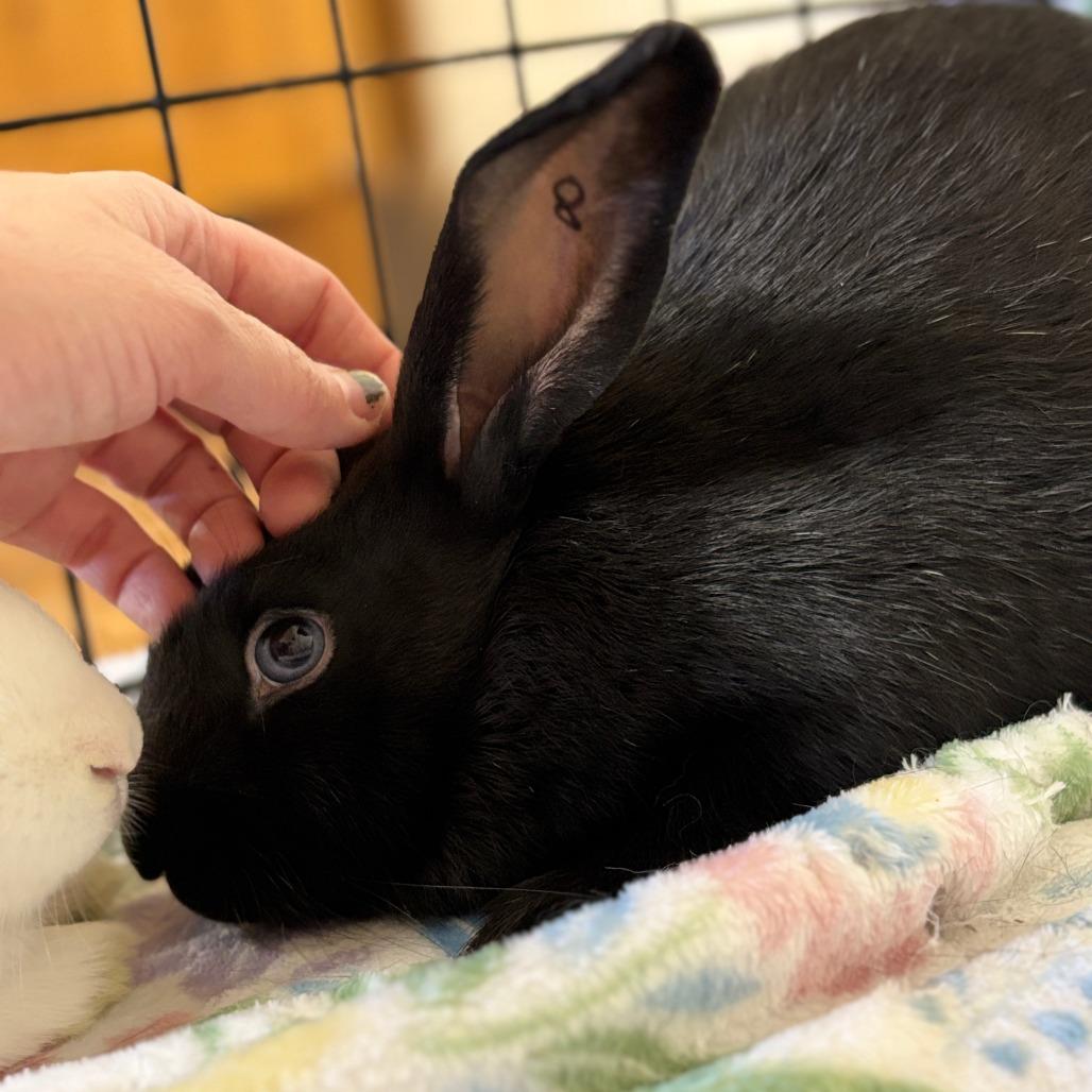 Verde, a Adoptable Bunny Rabbit in Richmond, CA image 3/6