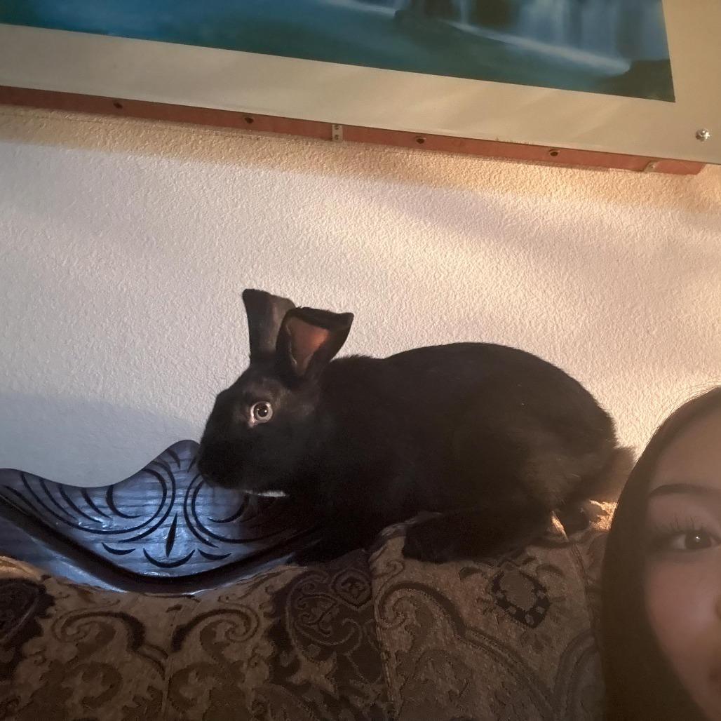 Verde, a Adoptable Bunny Rabbit in Richmond, CA image 4/6
