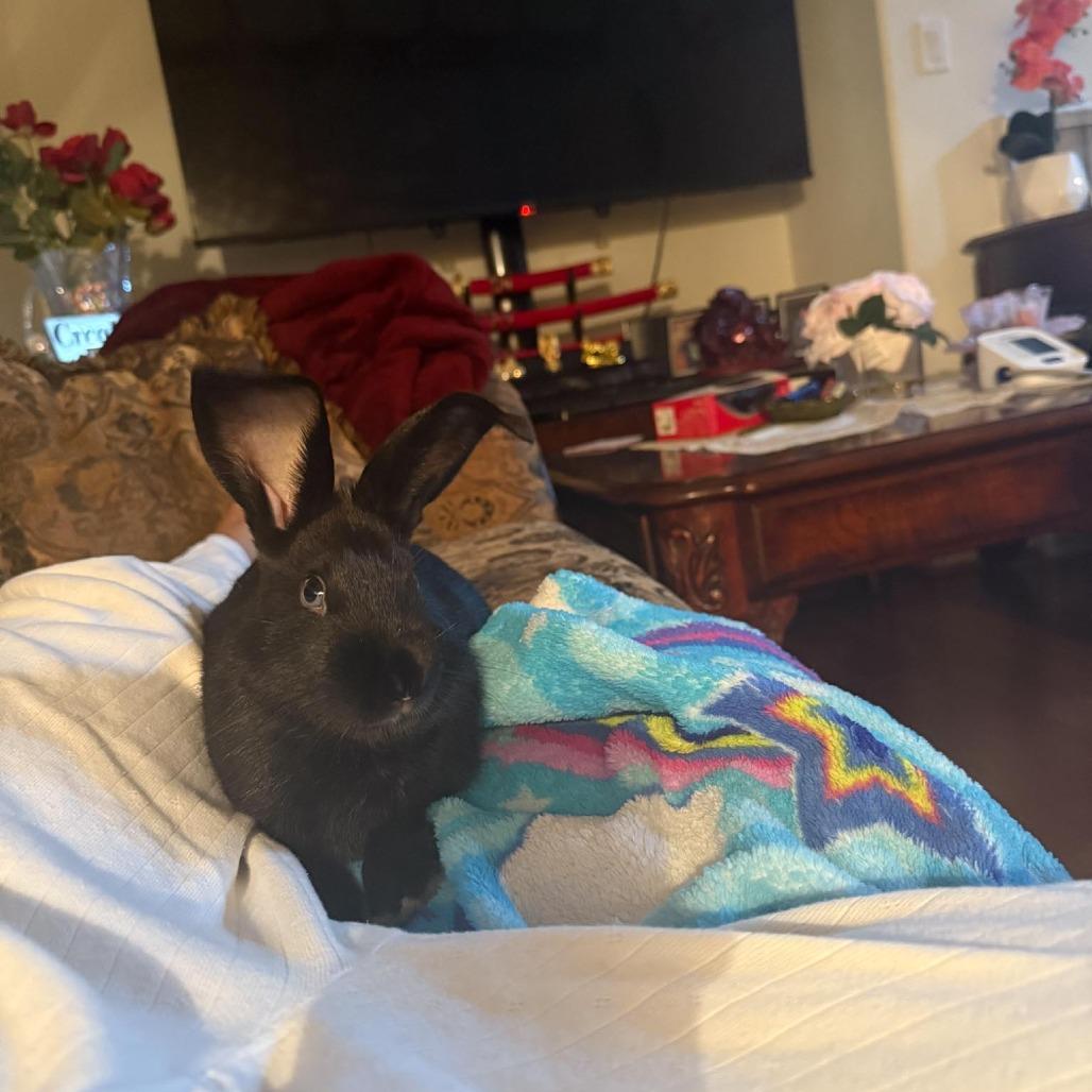 Verde, a Adoptable Bunny Rabbit in Richmond, CA image 5/6