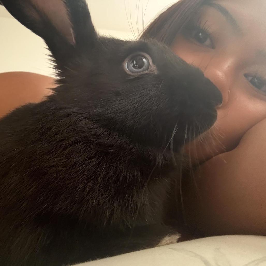 Verde, a Adoptable Bunny Rabbit in Richmond, CA image 6/6
