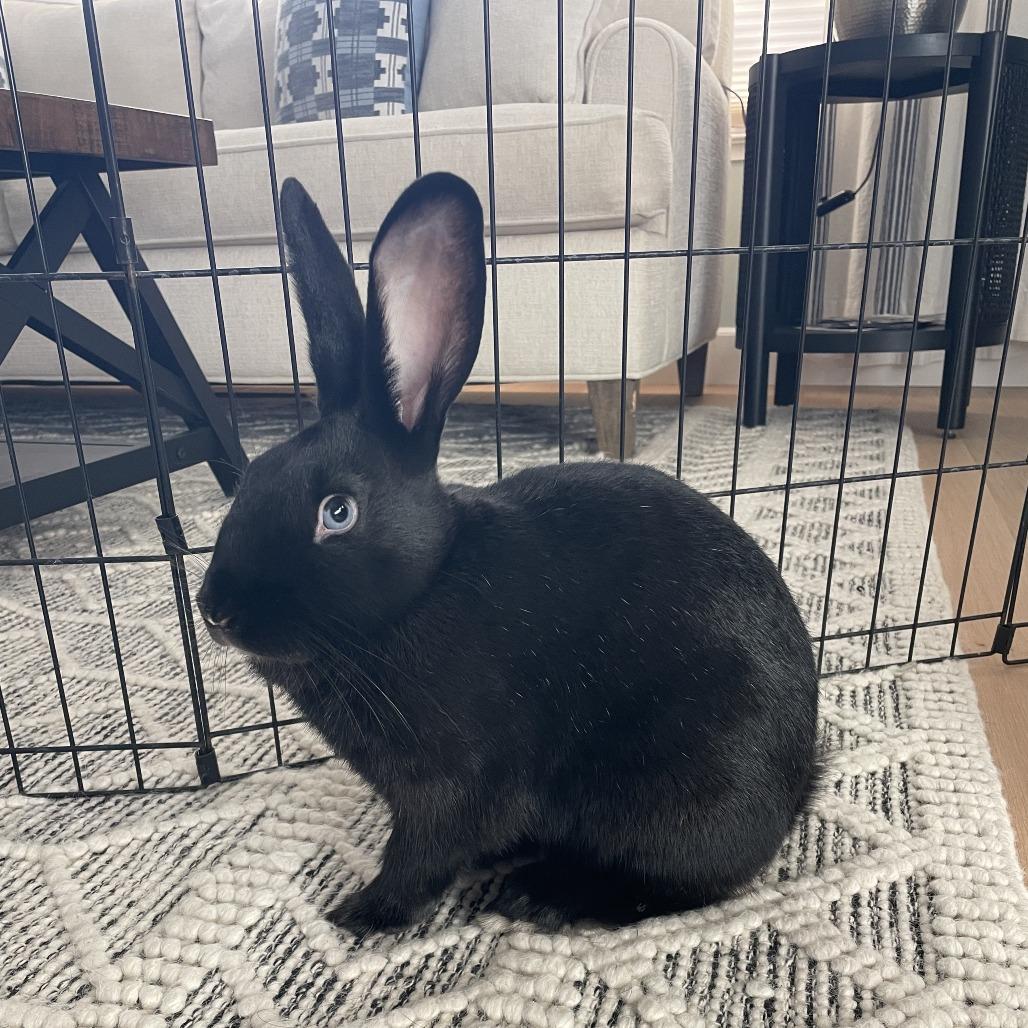 Enlarge Verde, a Adoptable Bunny Rabbit in Richmond, CA image 6/6
