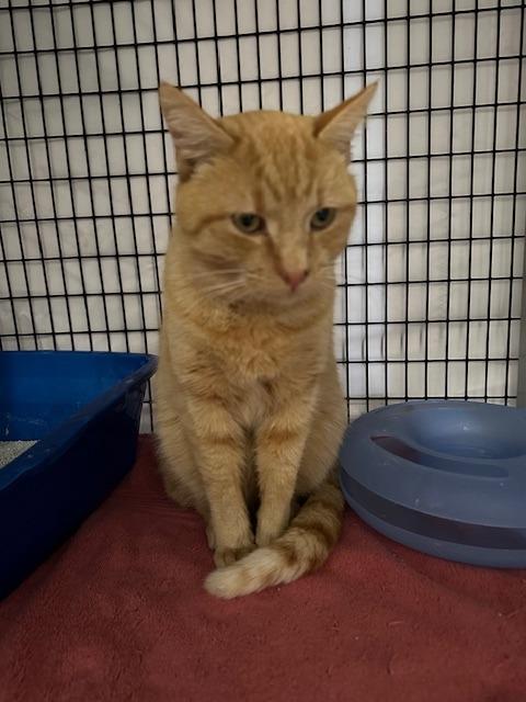 Enlarge Cannoli-Oli, a Adoptable mixed breed in Raleigh, NC image 1/1