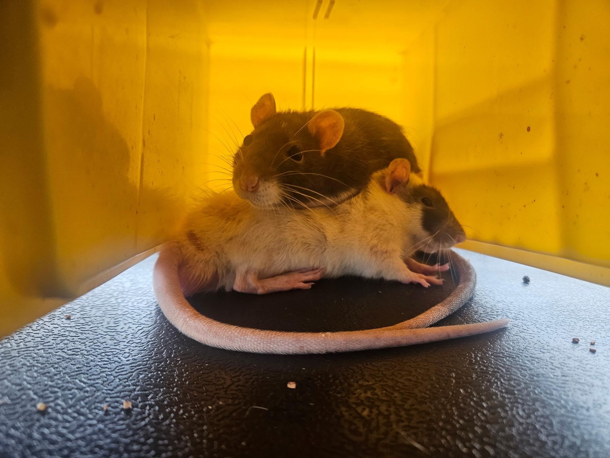 Enlarge Mario and Dewanna, a ADOPTABLE Rat in Scottsdale, AZ image 1/1