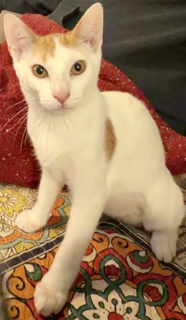 Taco, an adopted Domestic Short Hair in Syracuse, NY image 3/6