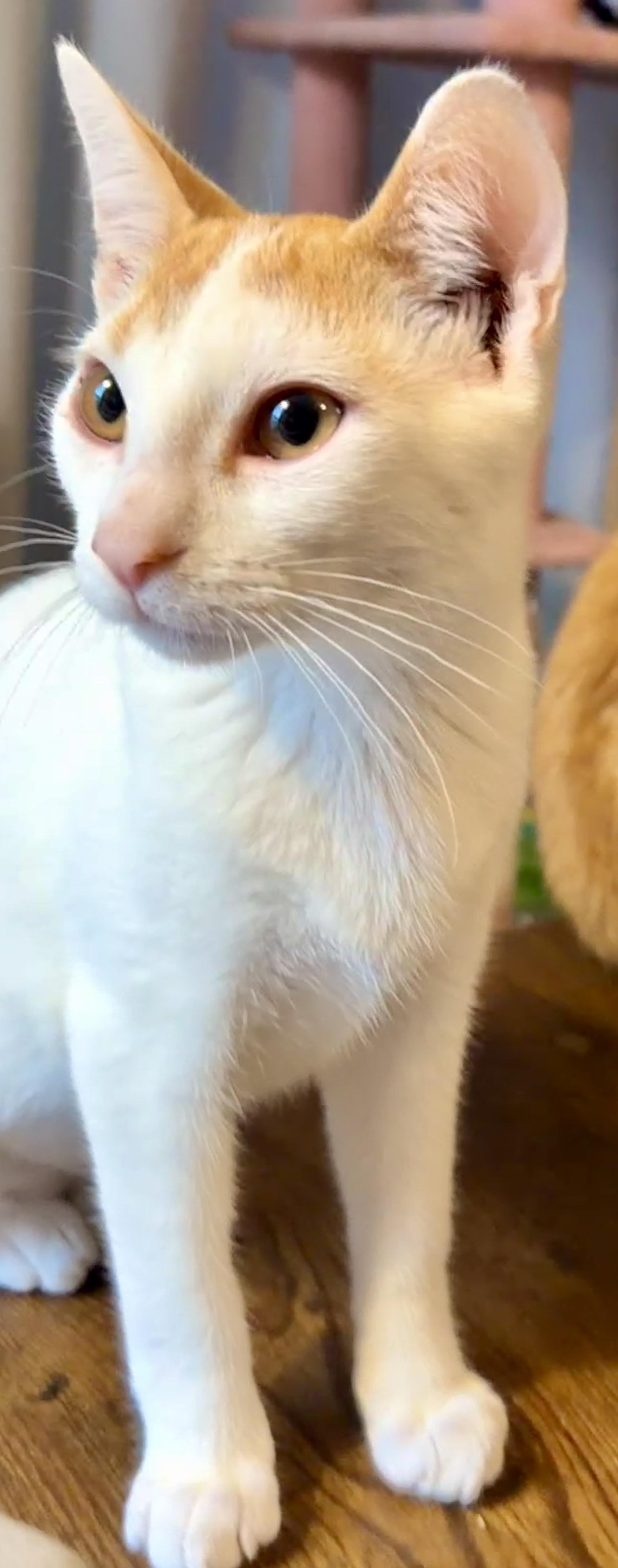 Taco, an adopted Domestic Short Hair in Syracuse, NY image 5/6