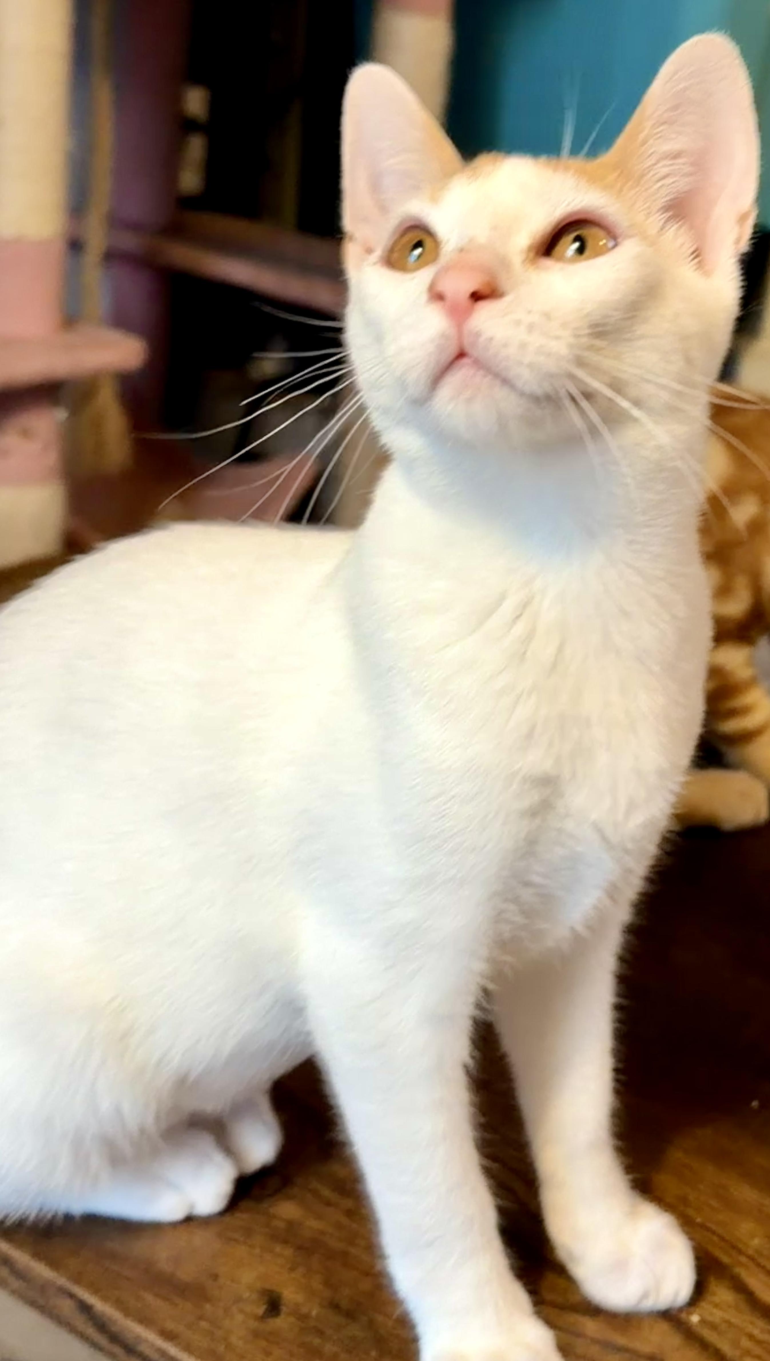 Taco, an adopted Domestic Short Hair in Syracuse, NY image 6/6
