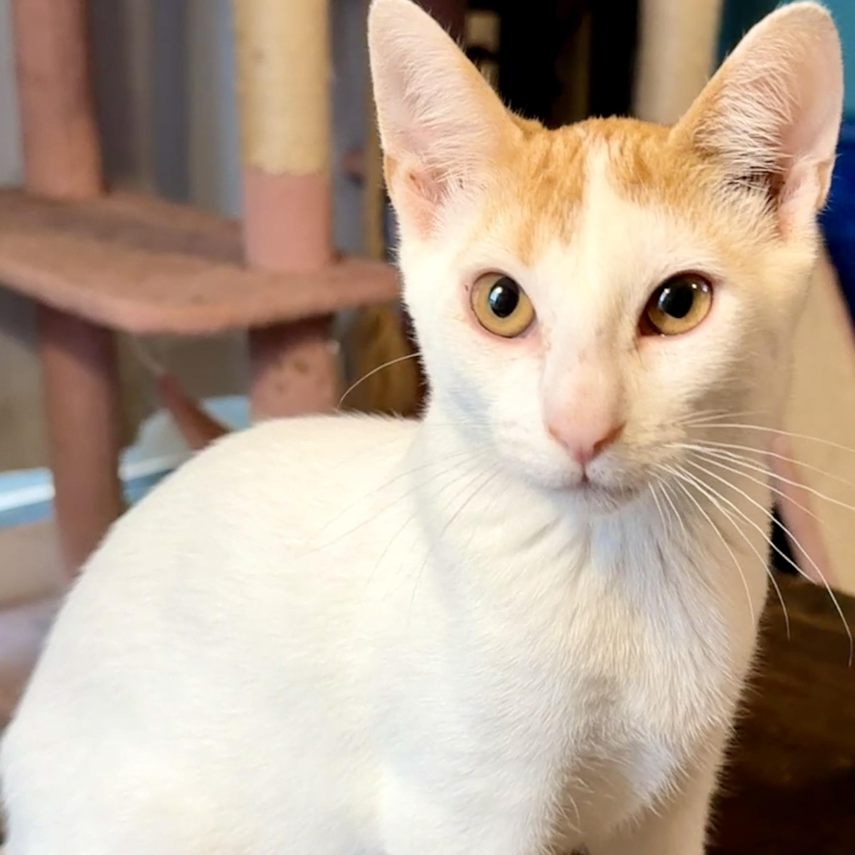 Taco, an adopted Domestic Short Hair in Syracuse, NY image 1/6