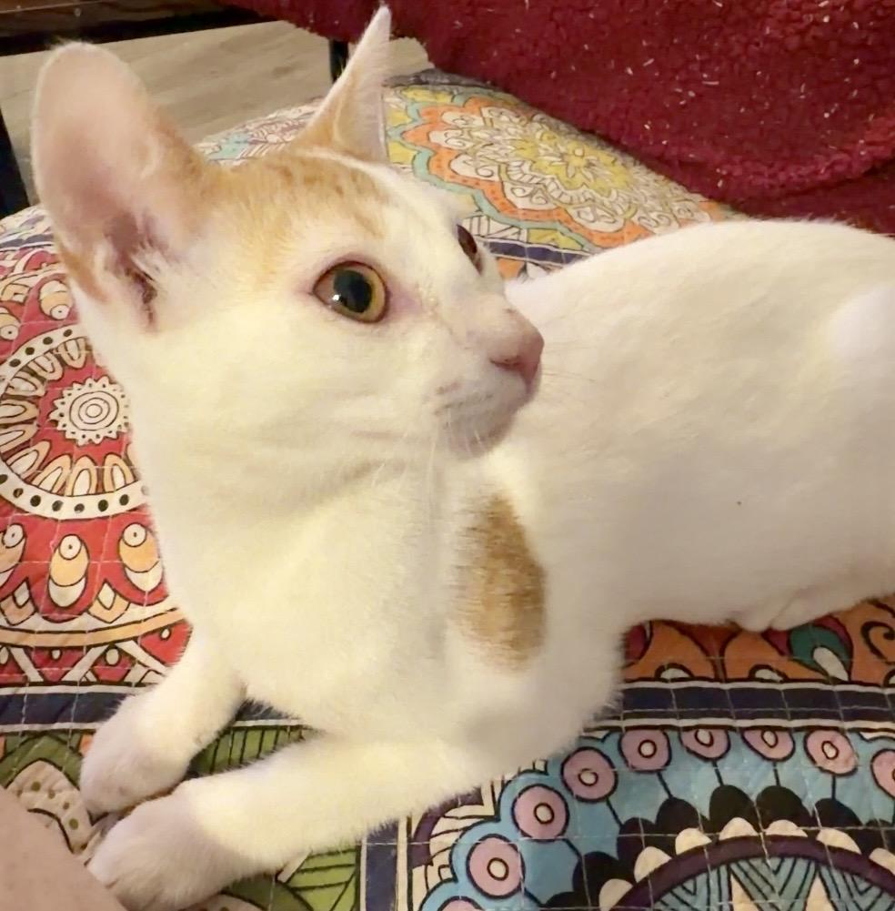 Taco, an adopted Domestic Short Hair in Syracuse, NY image 4/6