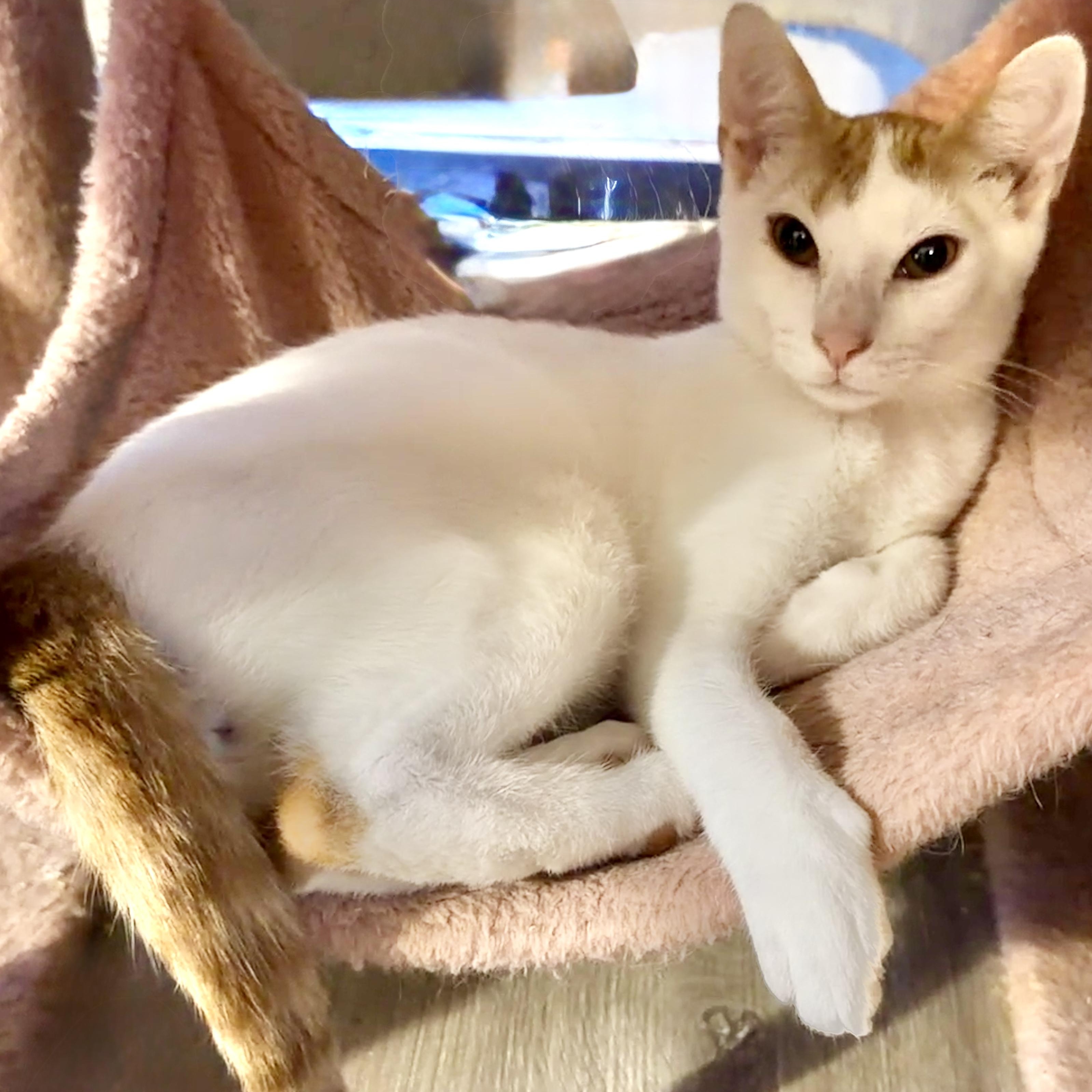 Taco, an adopted Domestic Short Hair in Syracuse, NY image 2/6