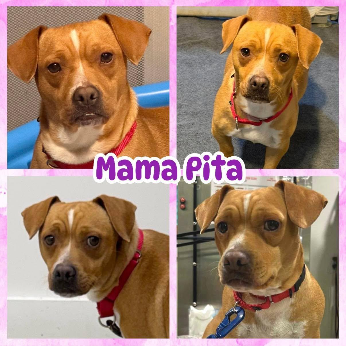 Mama Pita, Adoptable, Young Female Beagle & Chiweenie.