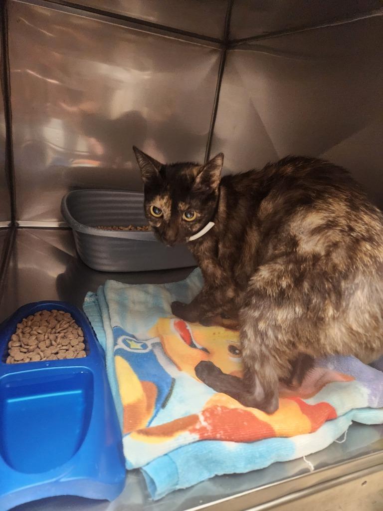 Hazel, Adoptable, Young Female Domestic Short Hair.