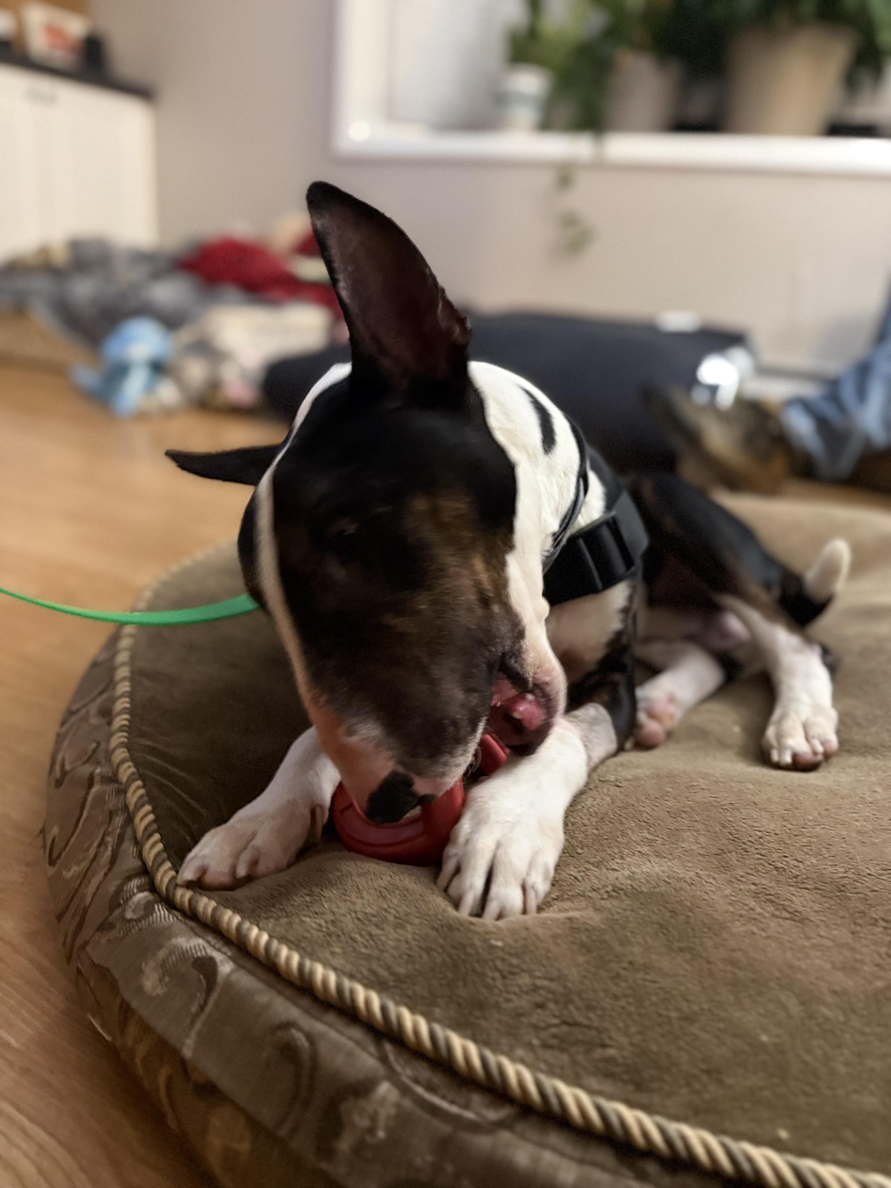 Enlarge Rupert, a Adoptable Bull Terrier in Cleveland, OH image 3/4