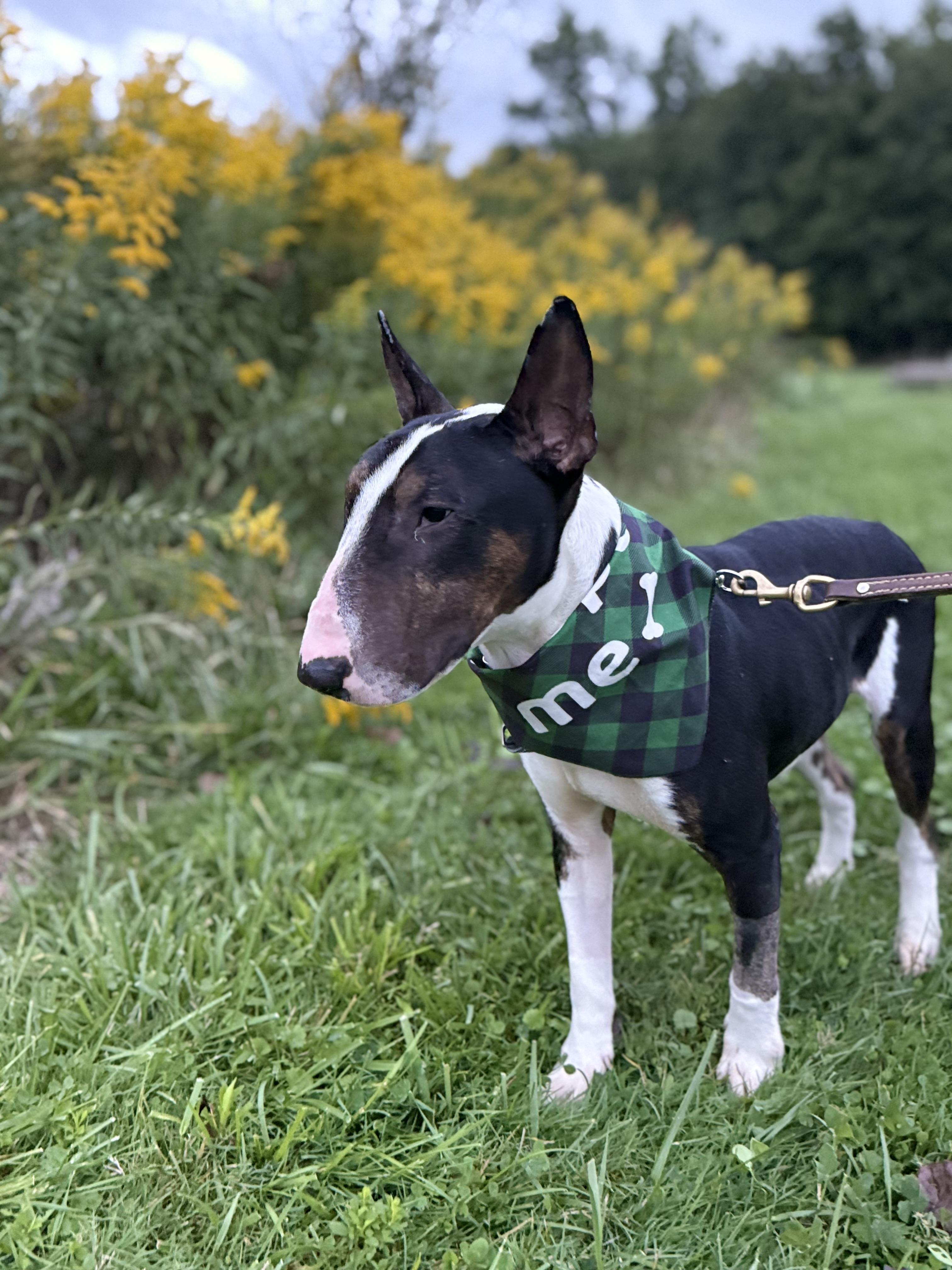 Rupert, Adoptable, Adult Male Bull Terrier.