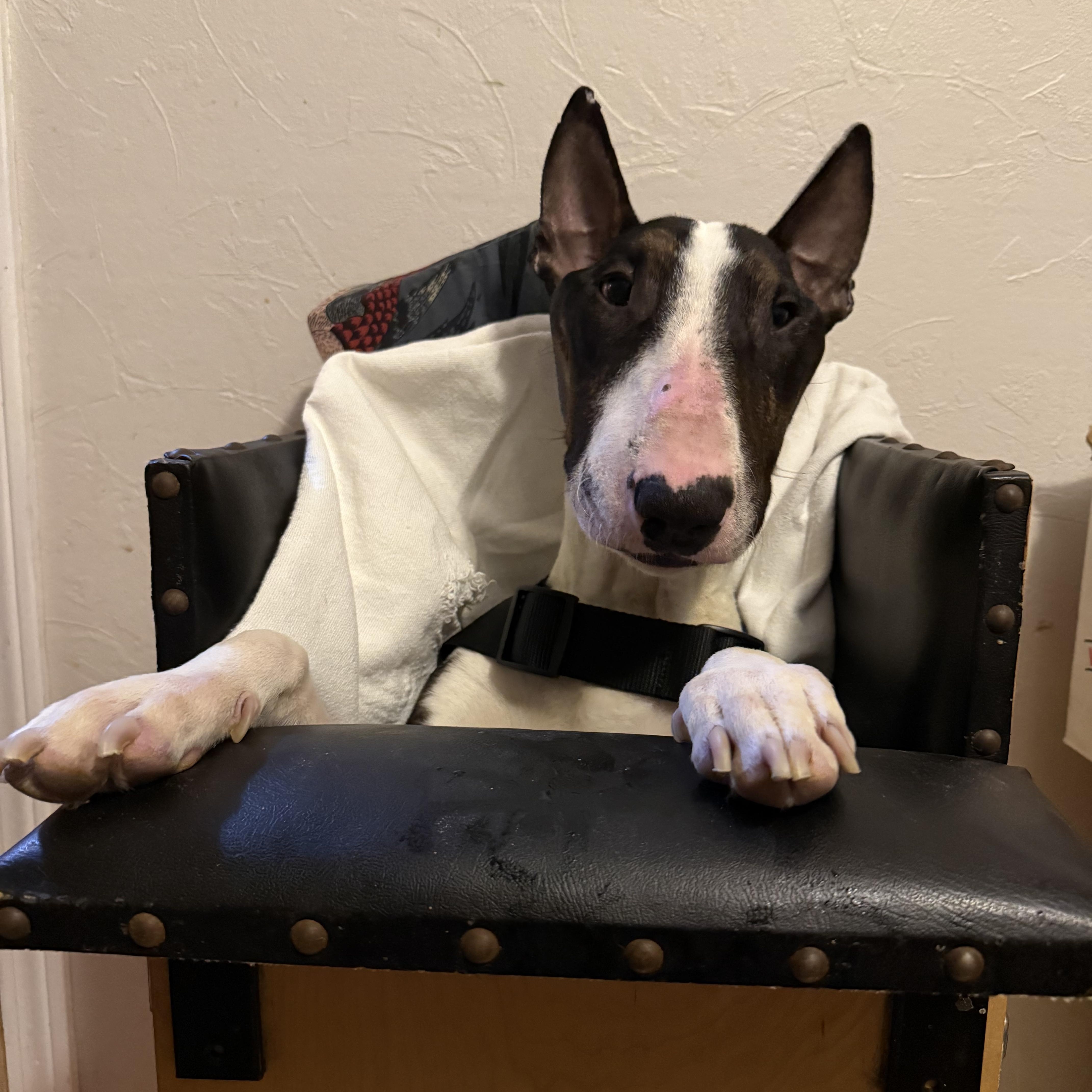 Enlarge Rupert, a Adoptable Bull Terrier in Cleveland, OH image 4/4