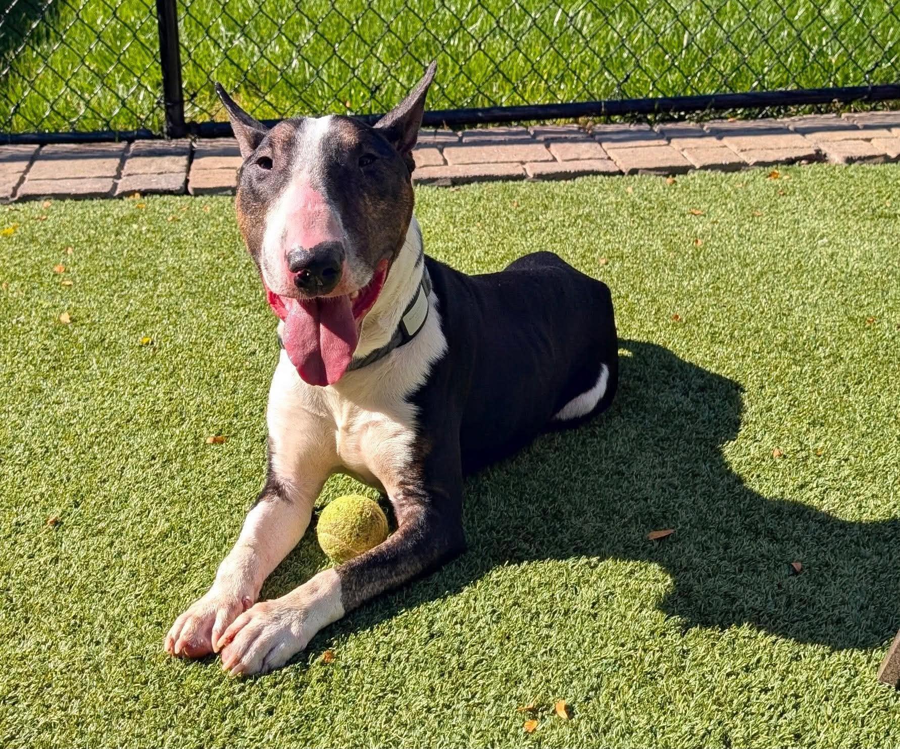 Rupert, Adoptable, Adult Male Bull Terrier.