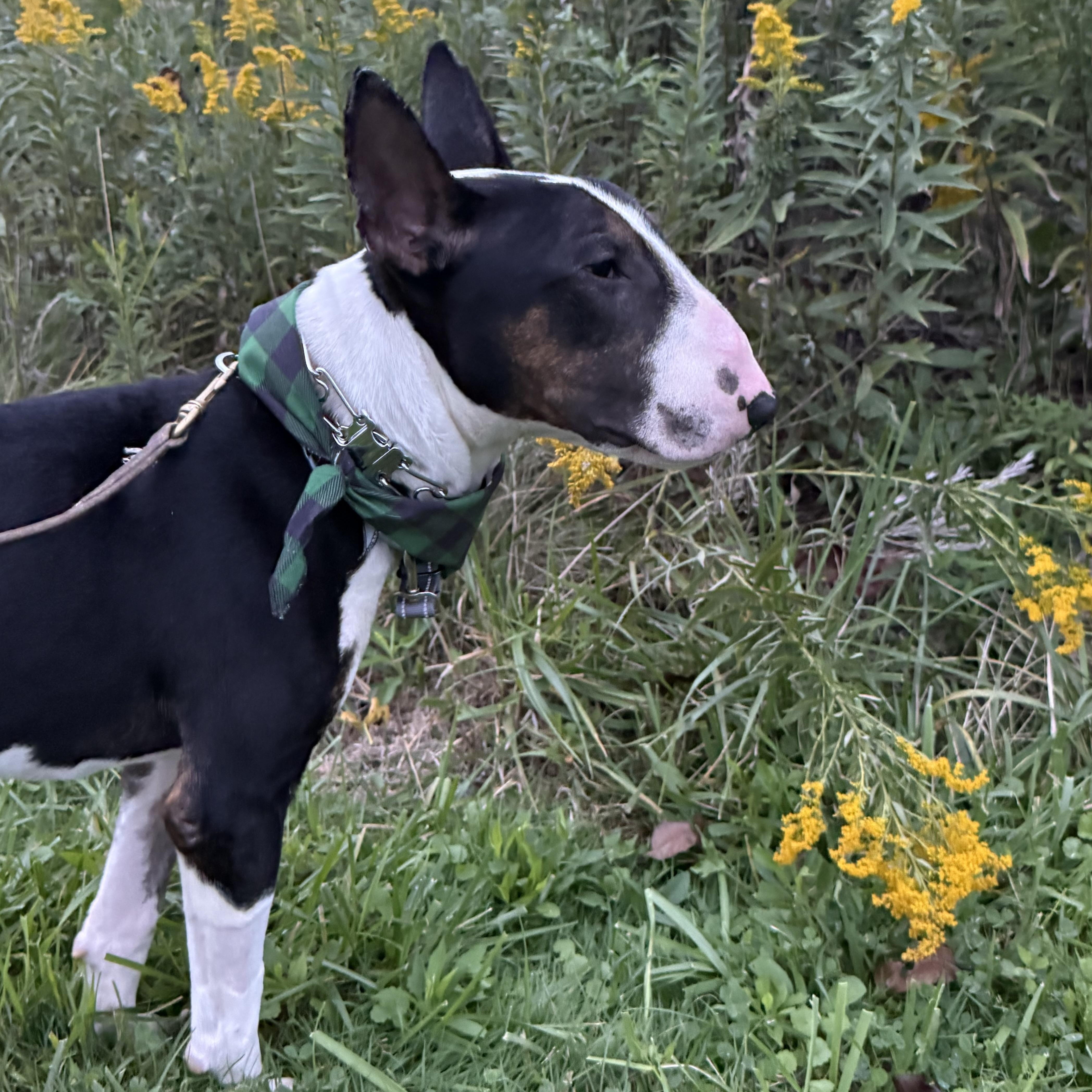 Enlarge Rupert, a Adoptable Bull Terrier in Cleveland, OH image 2/4