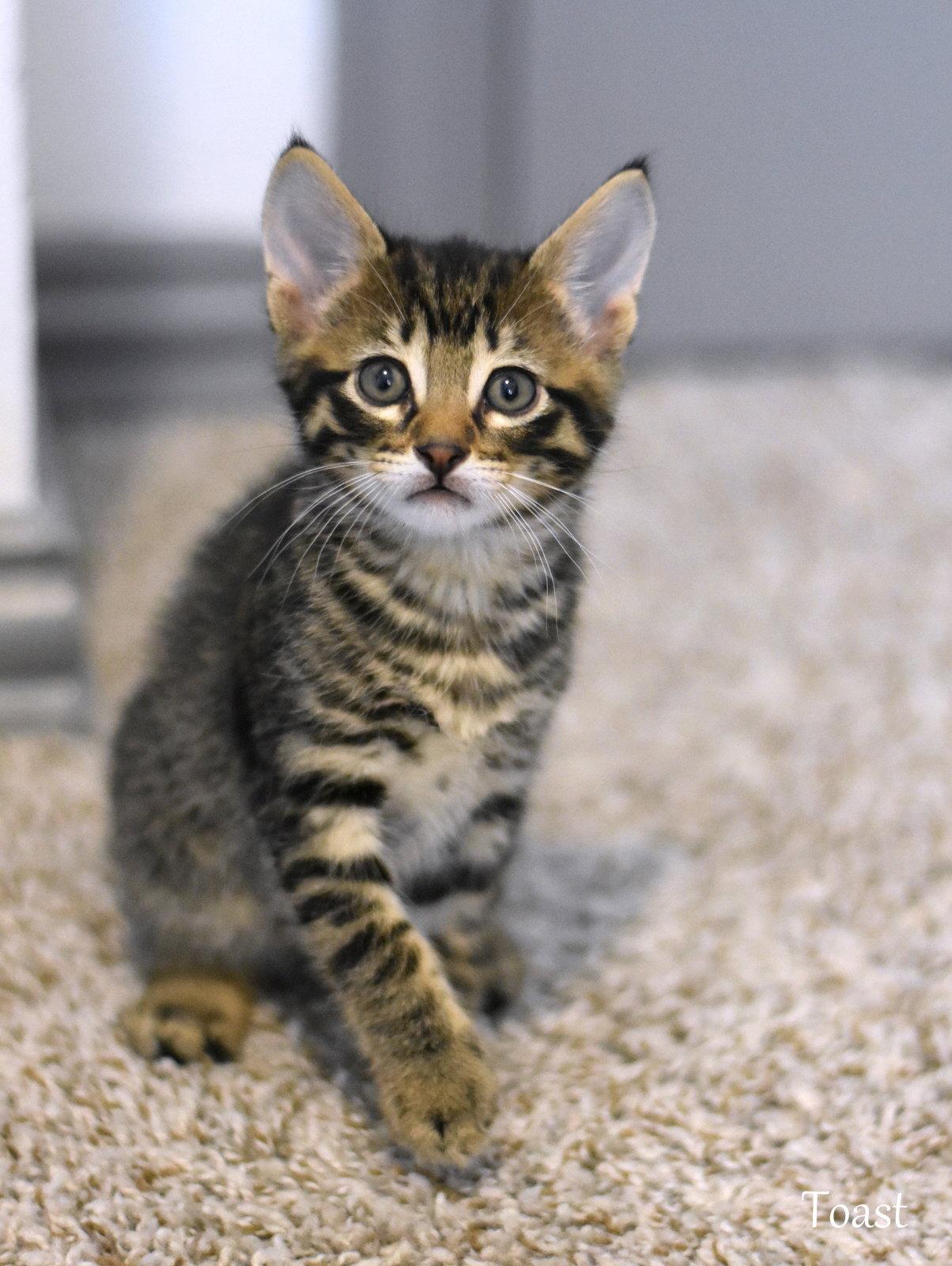 Enlarge Toast, a Adopted Domestic Medium Hair in Montgomery, TX image 1/3